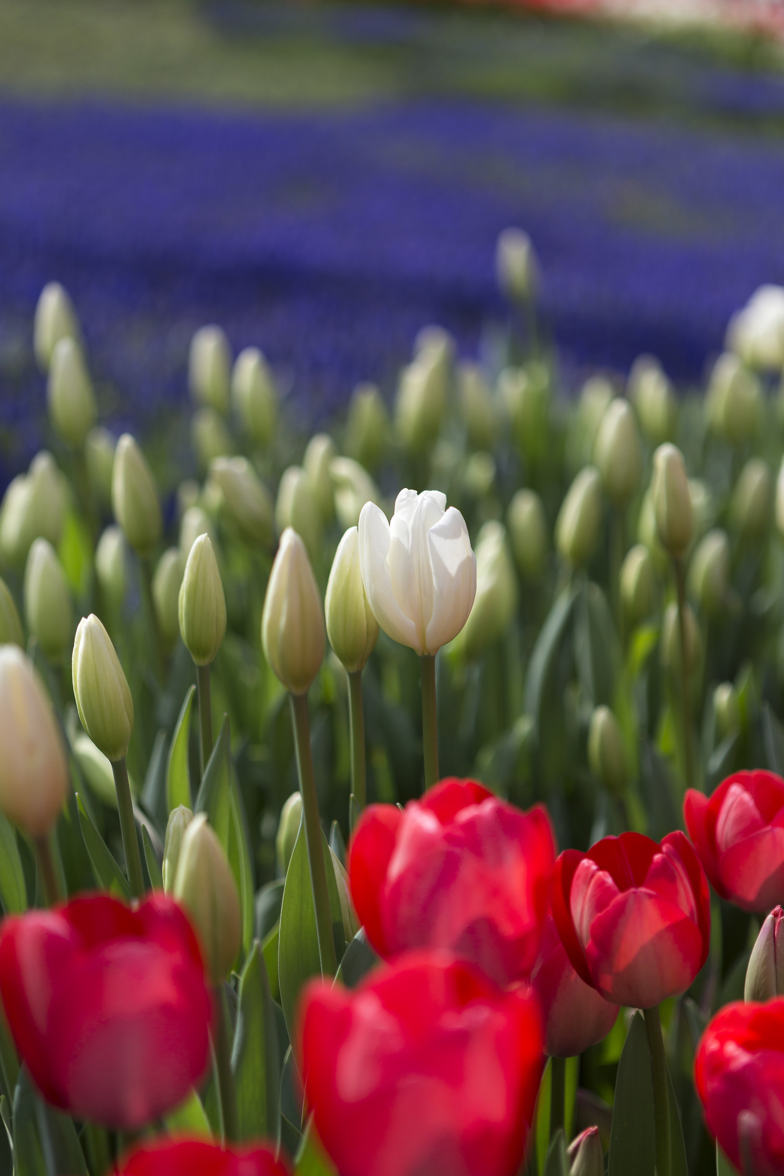 tulips