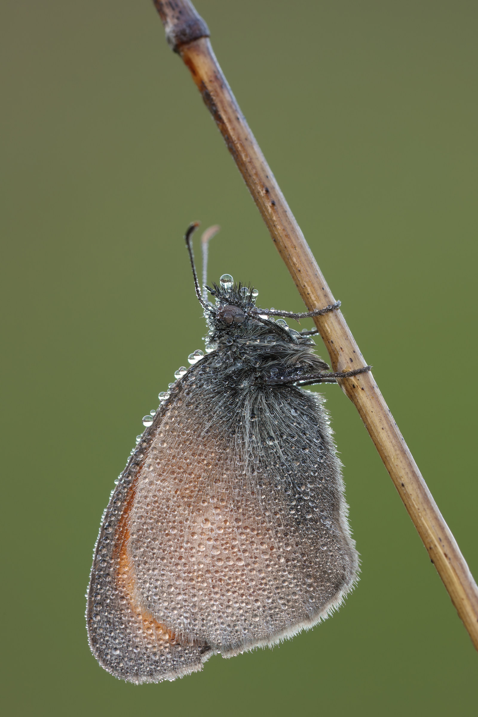 Coenonympha pamphilus