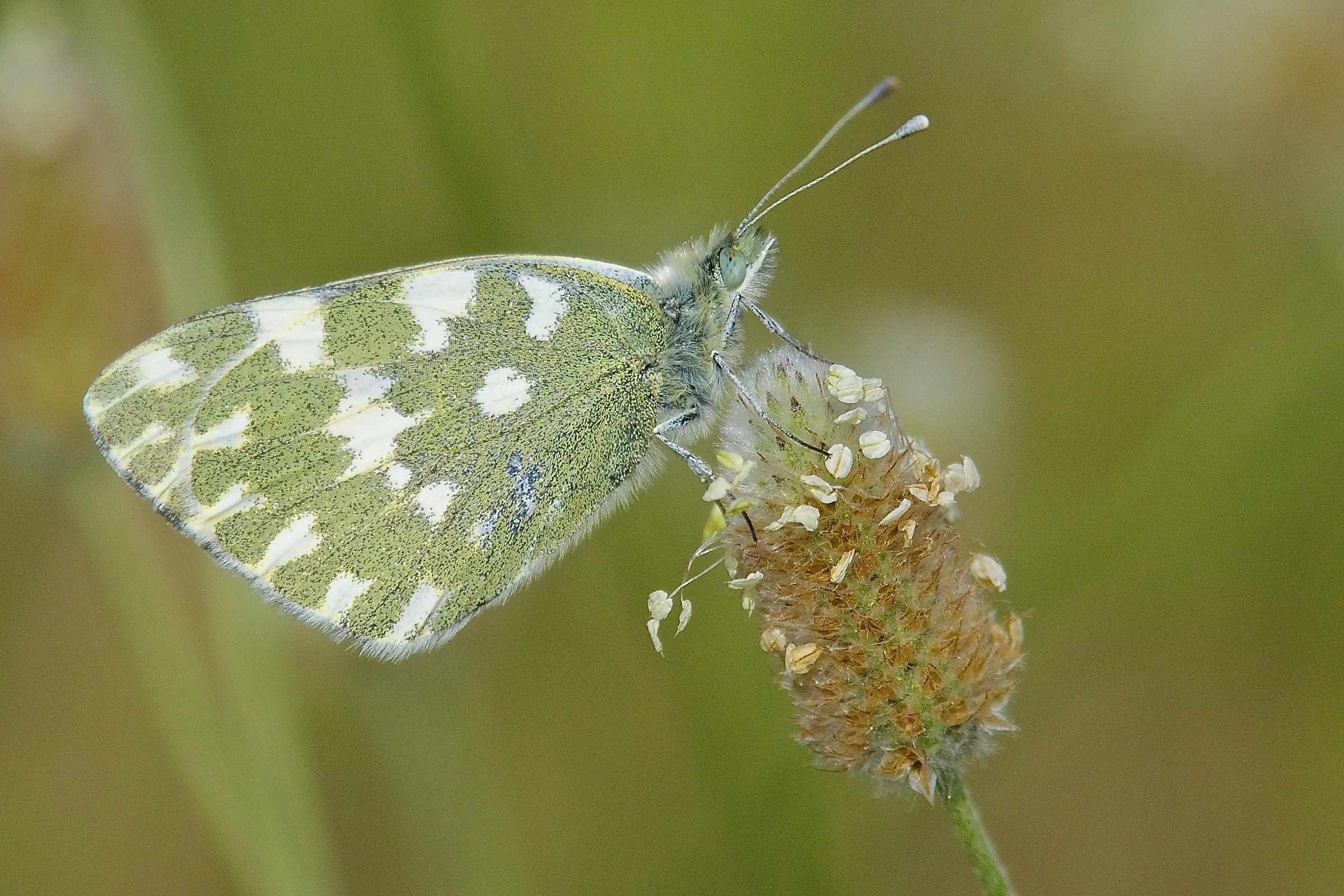 Pieris daplidice