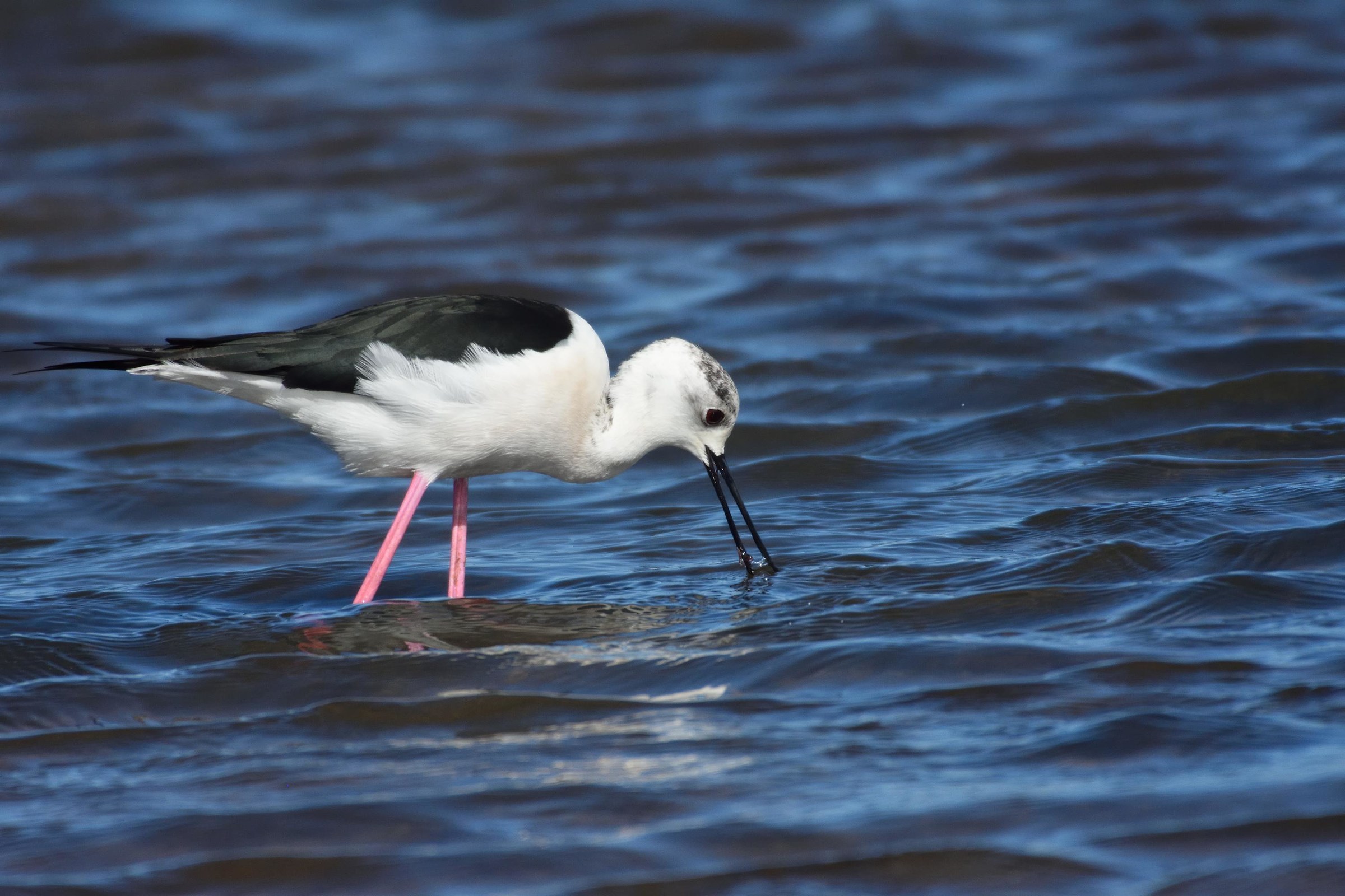 200-500vr + Kenko 1.4x multiplier