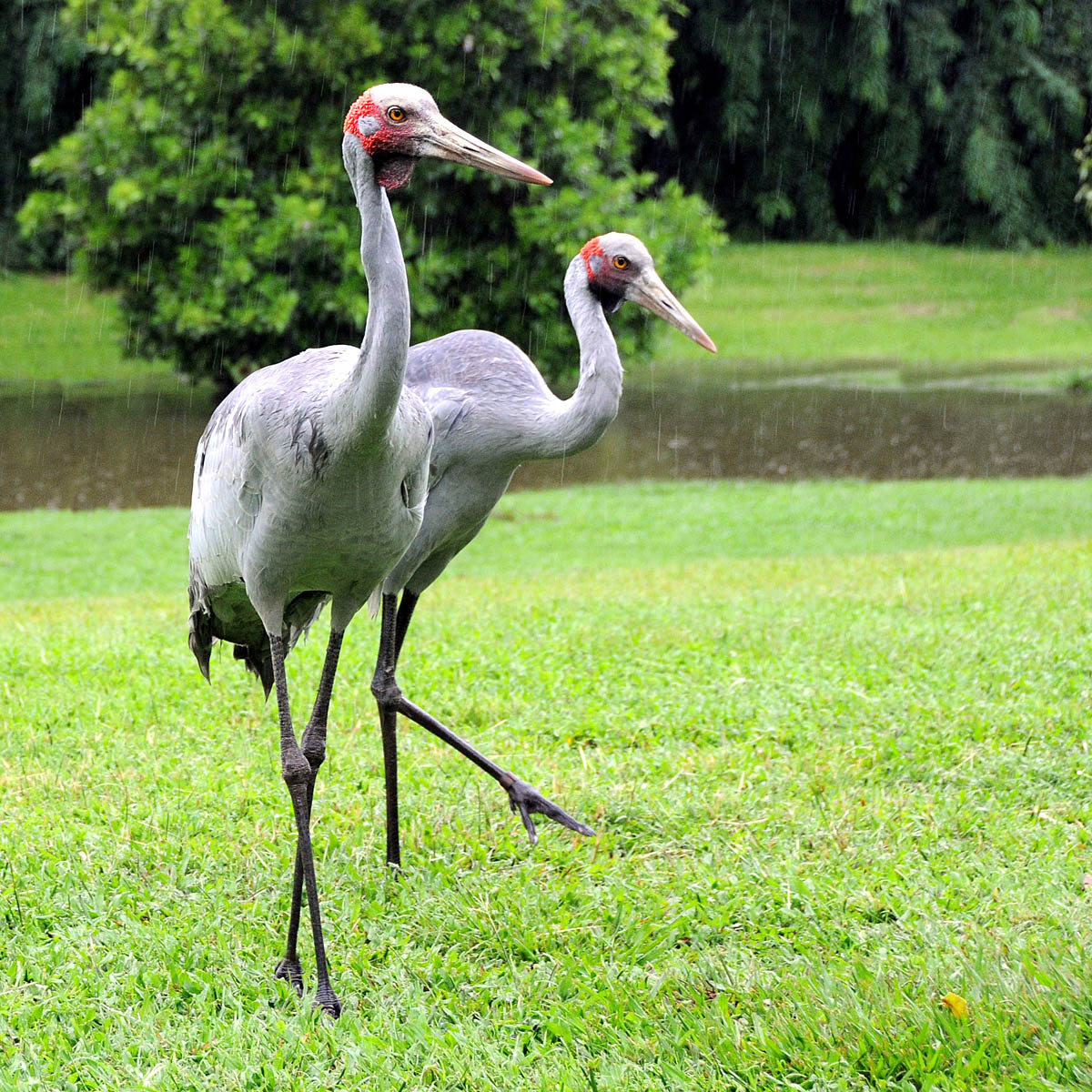 Darwin Australia Sarus crane