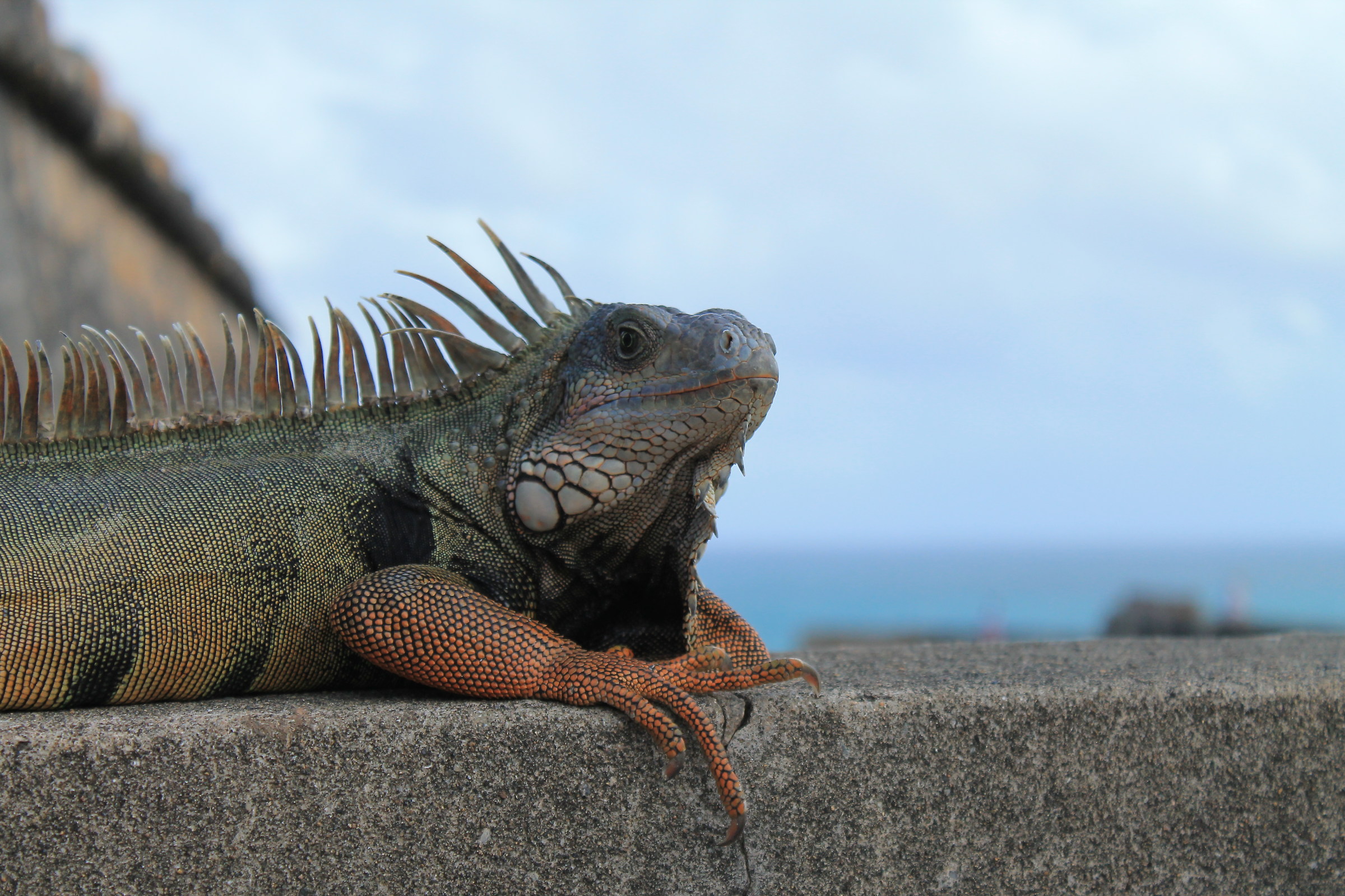 Iguana Portoricana