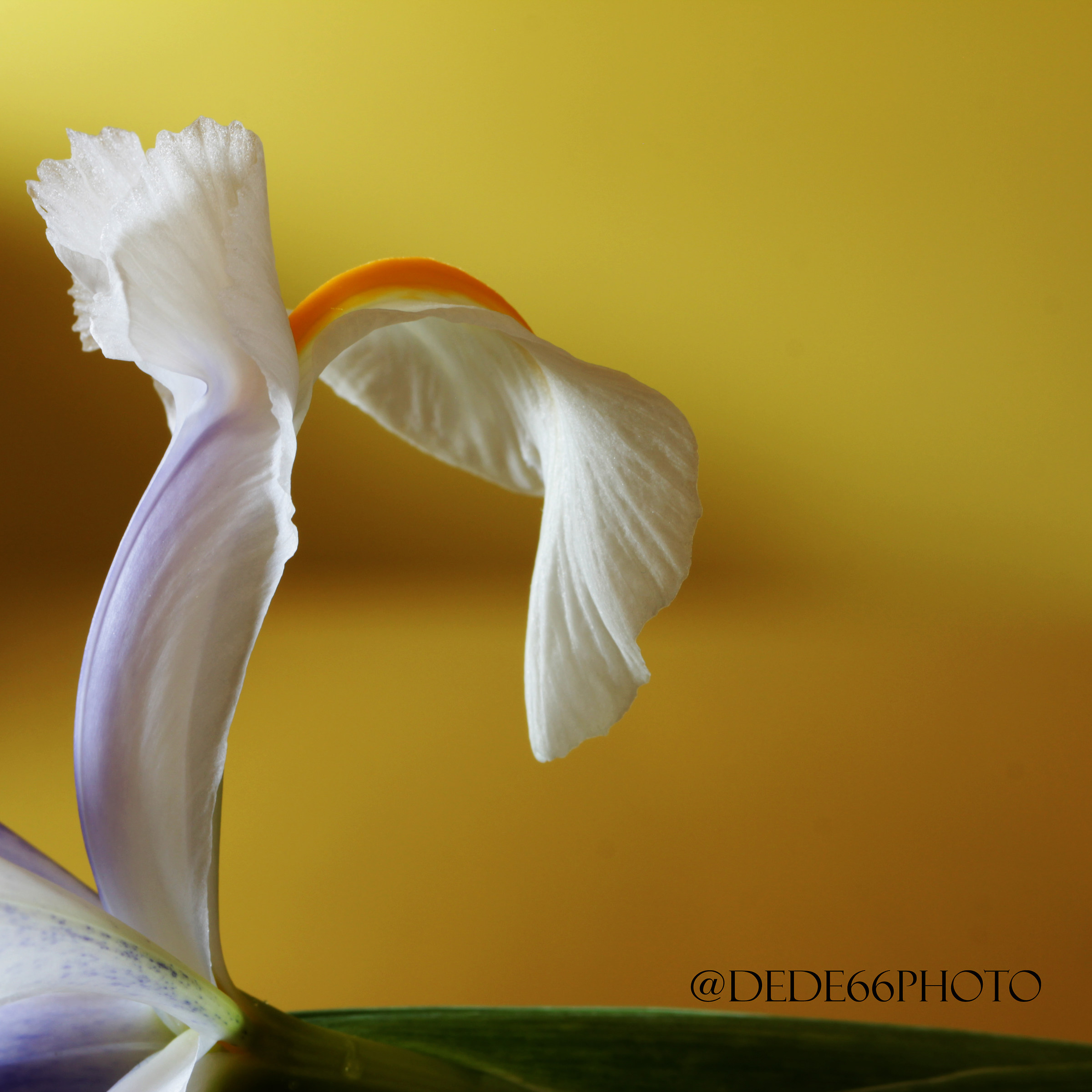Iris Flower