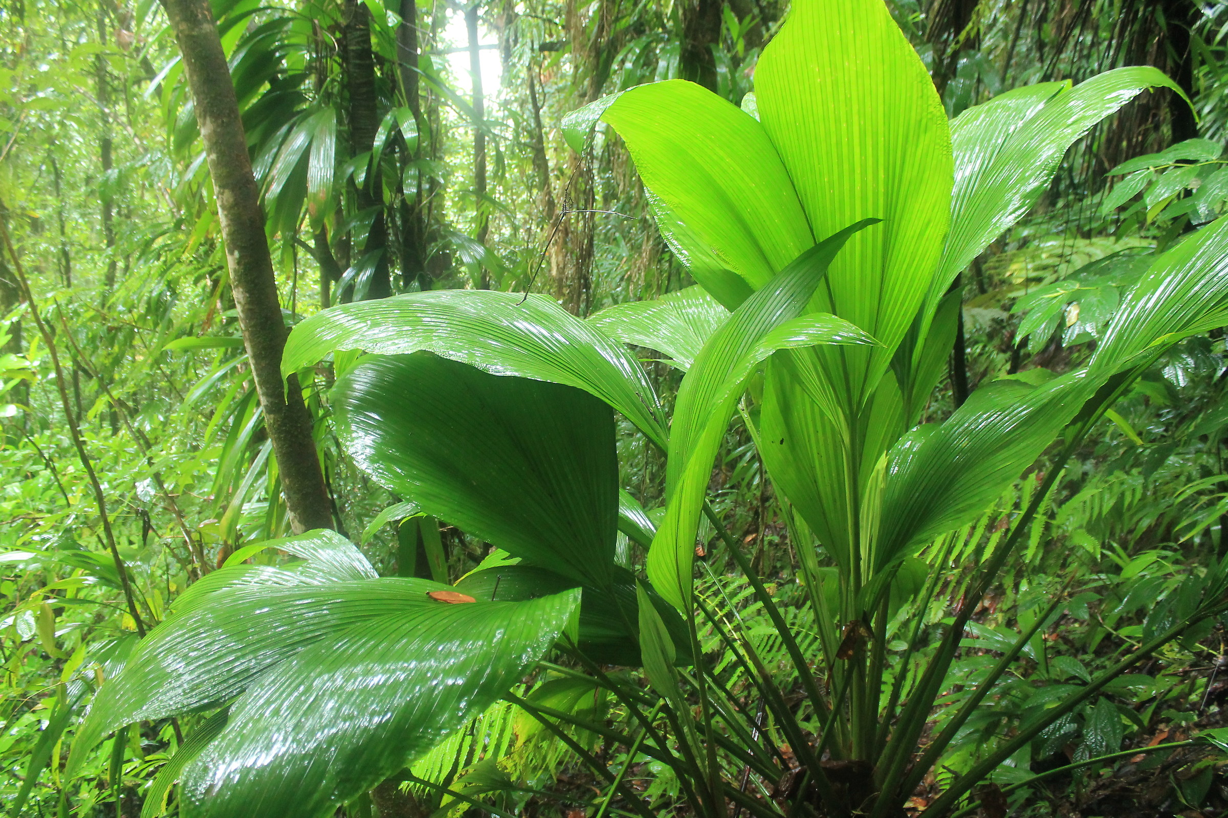 Foresta pluviale di Dominicaa
