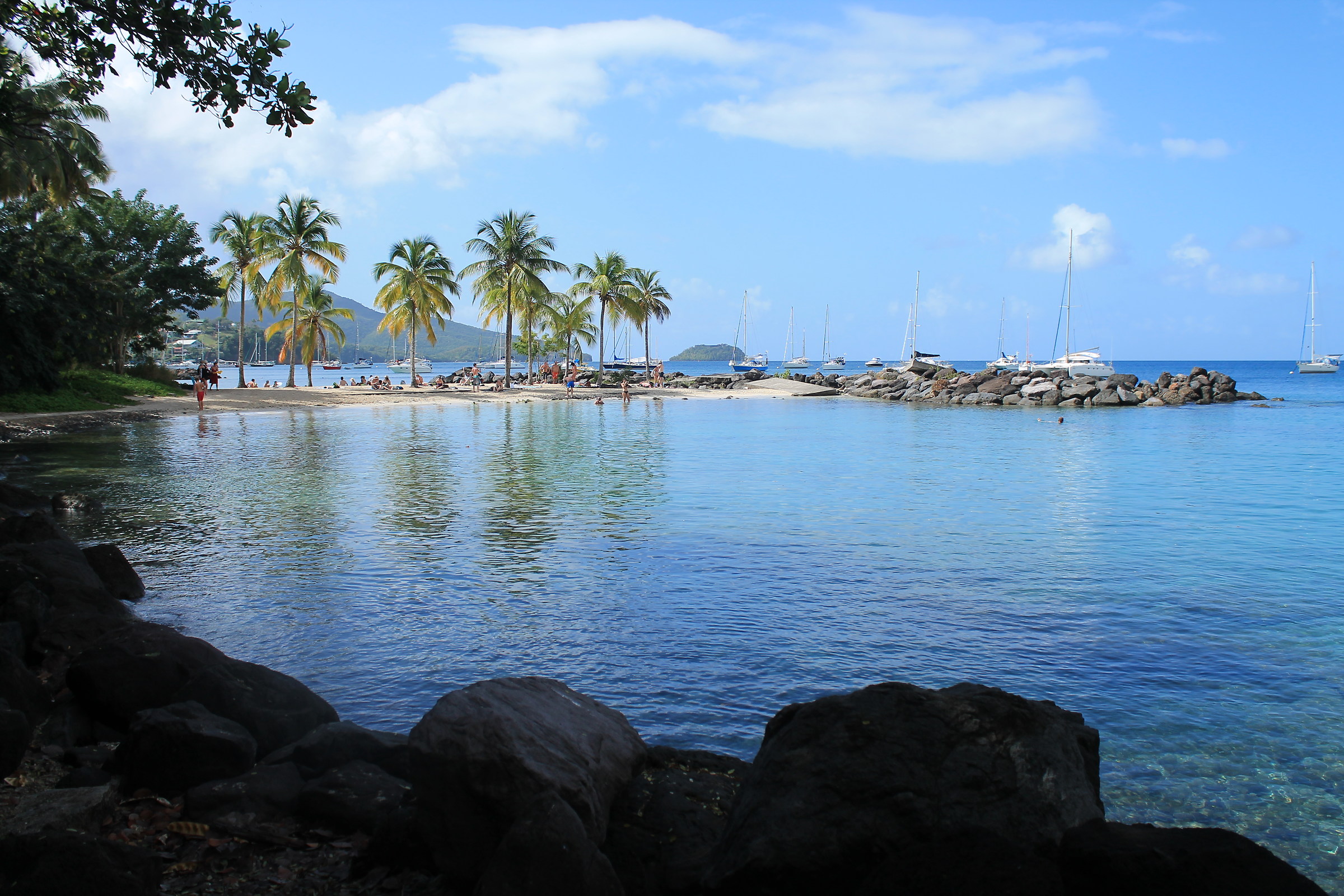 Quel gruppetto di palme là....Martinica
