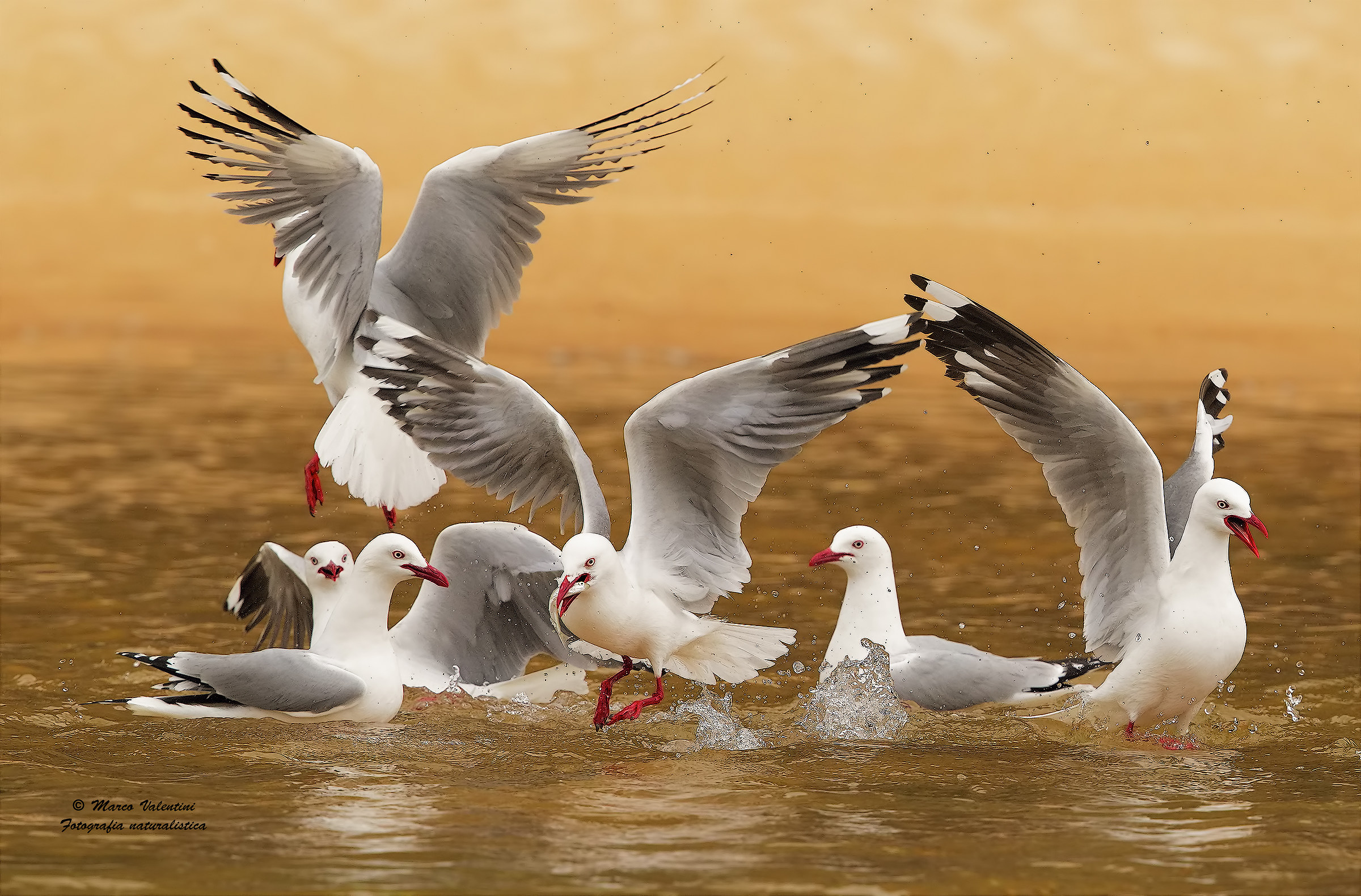 In tanti per un pesce