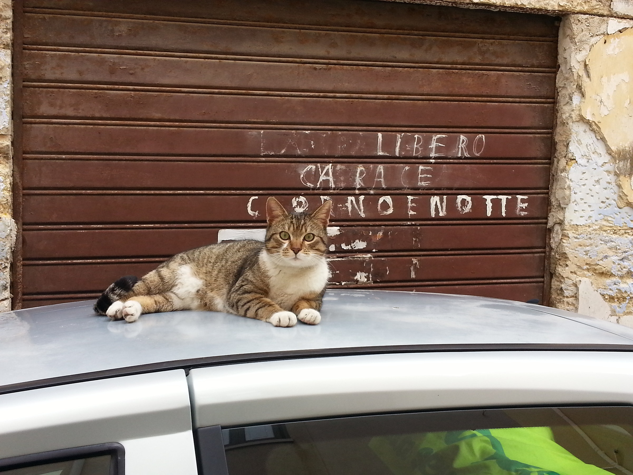 Parking feline
