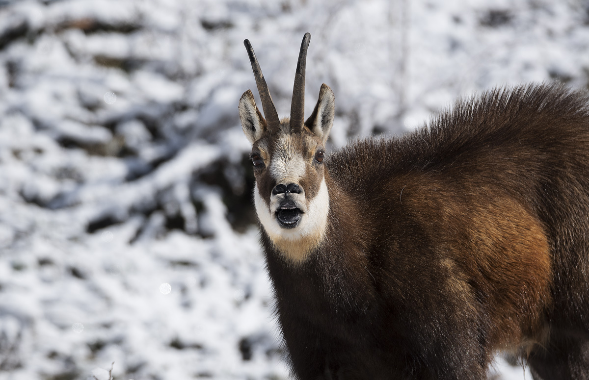 Chamois