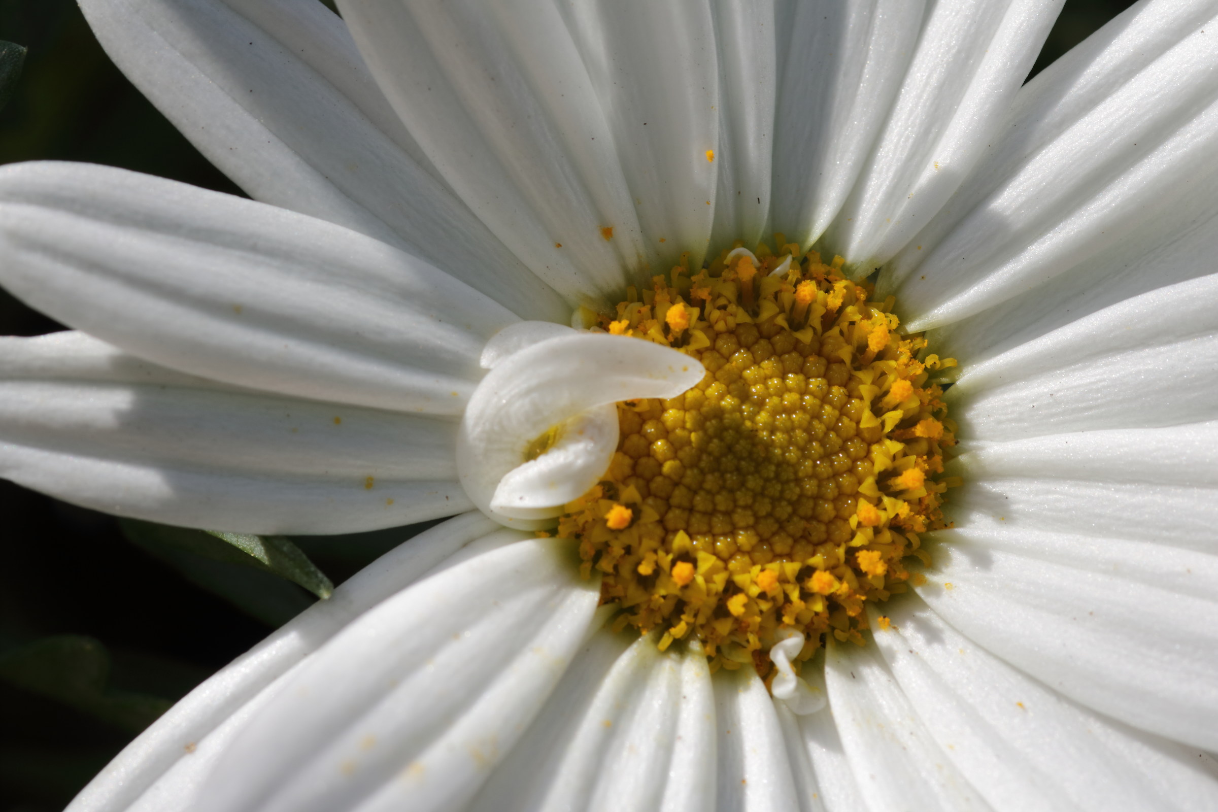 embrace between petals