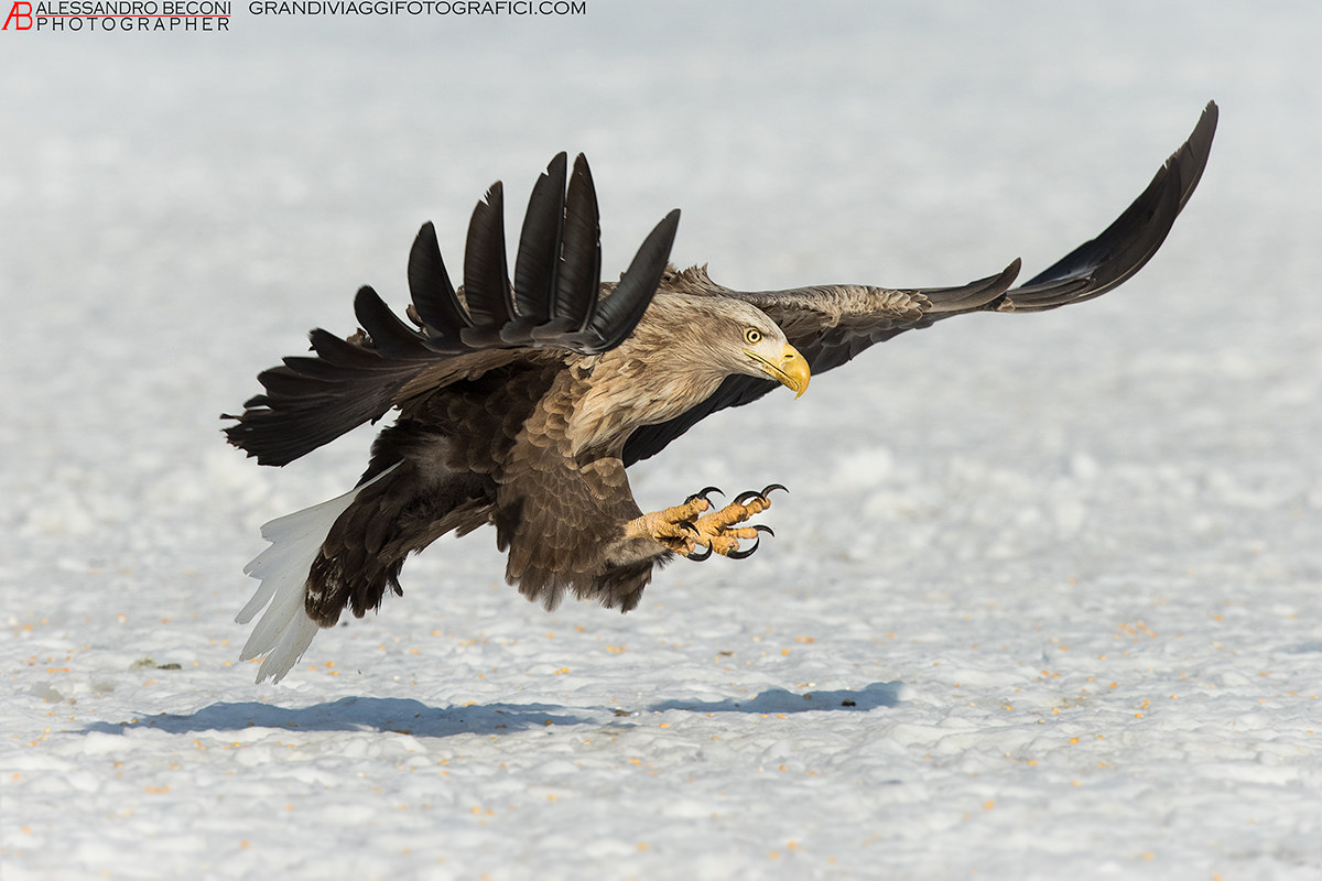 Sea eagle - Haliaeetus albicilla