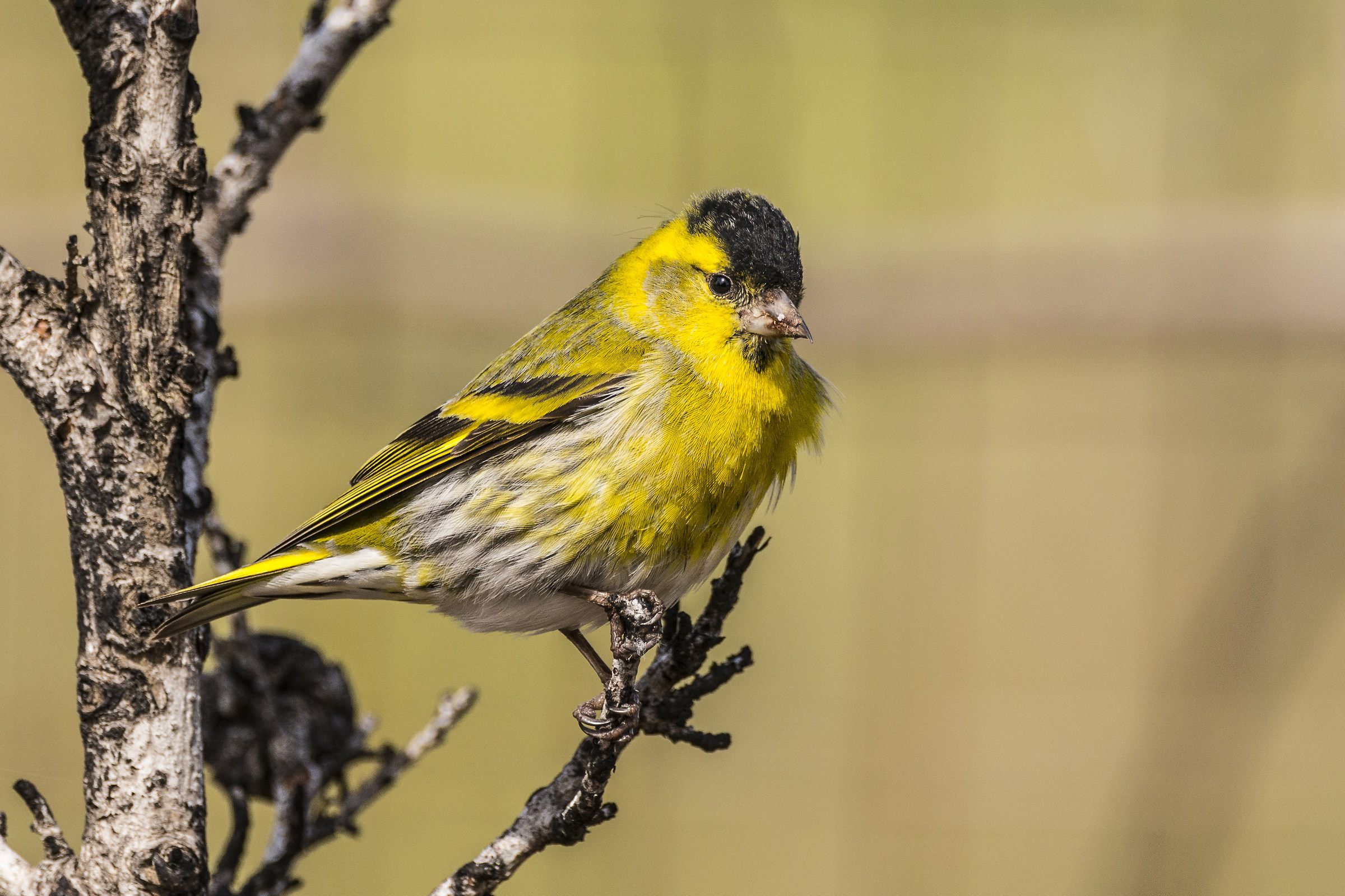 Siskin