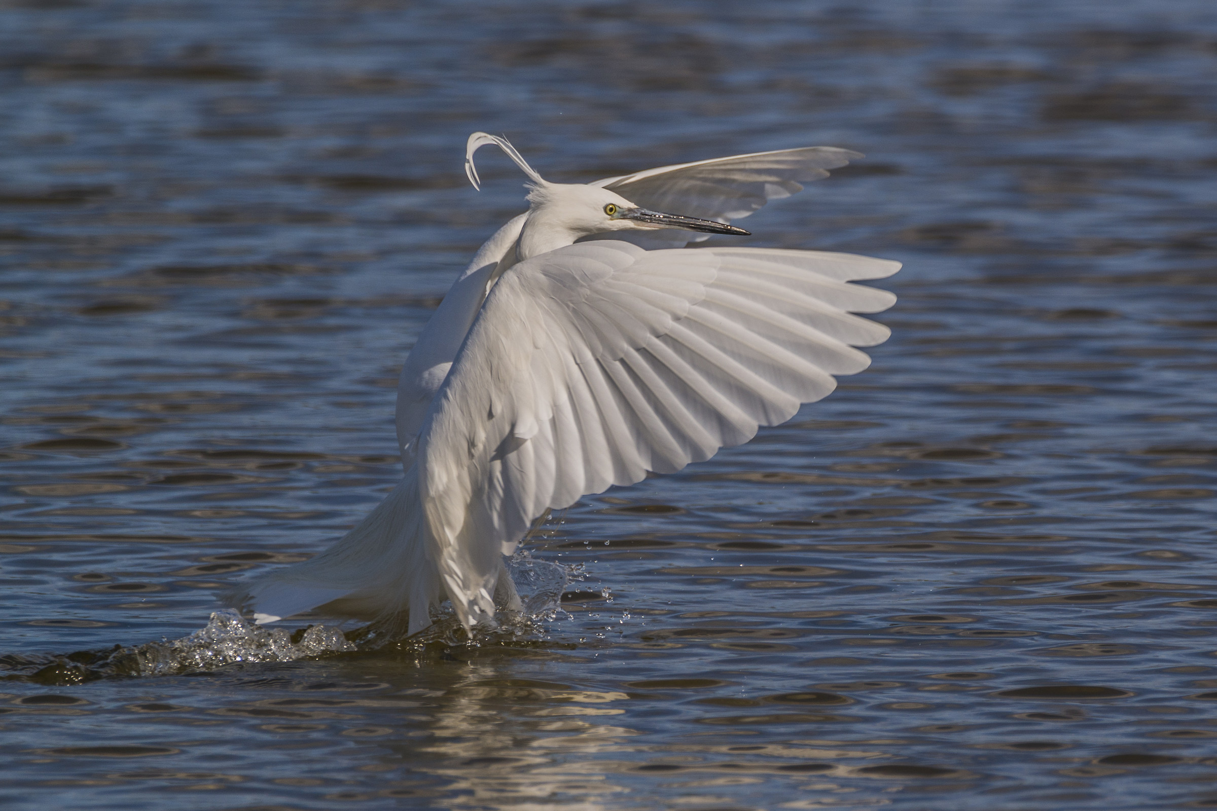 Egret: Landing