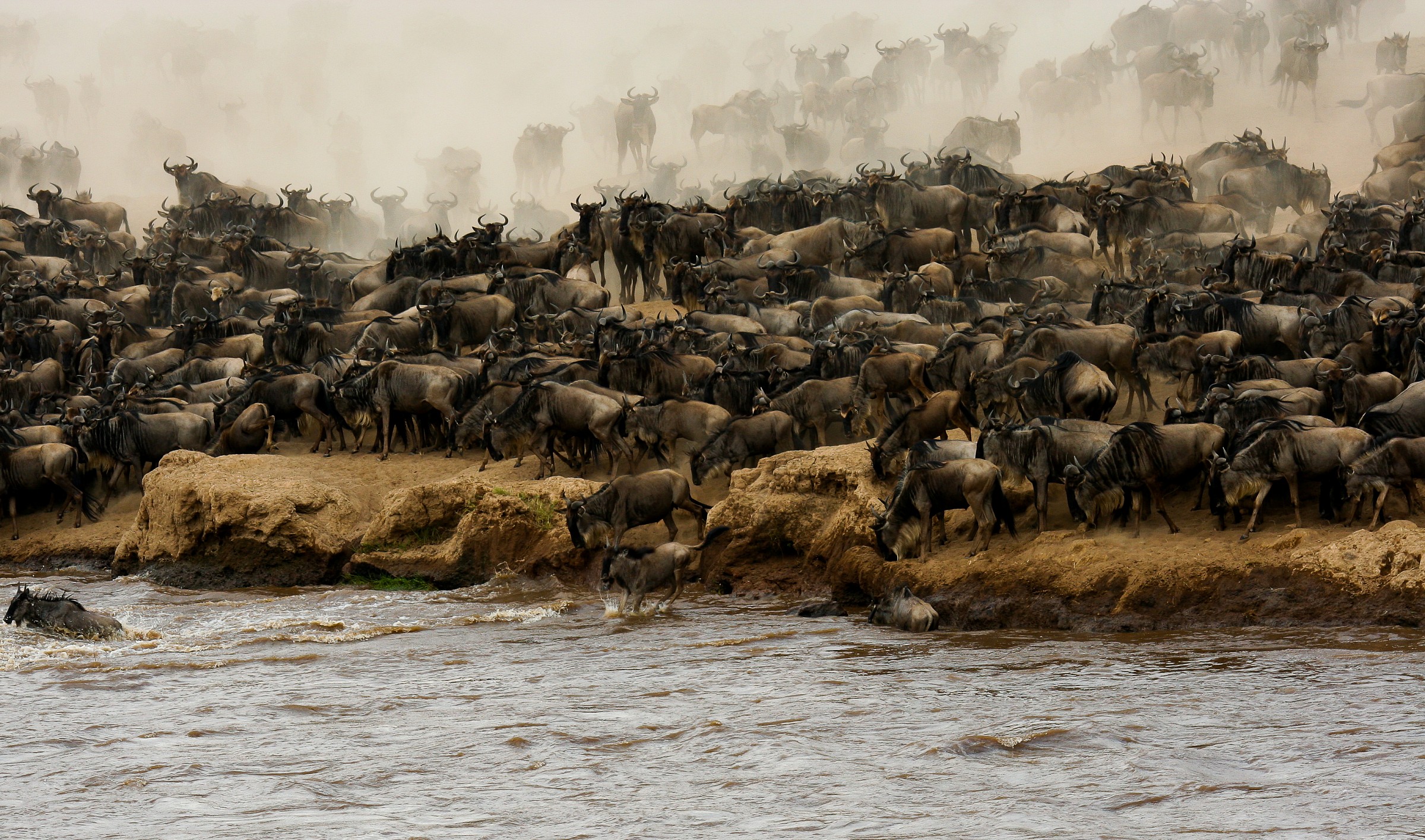 The Wildebeest Migration