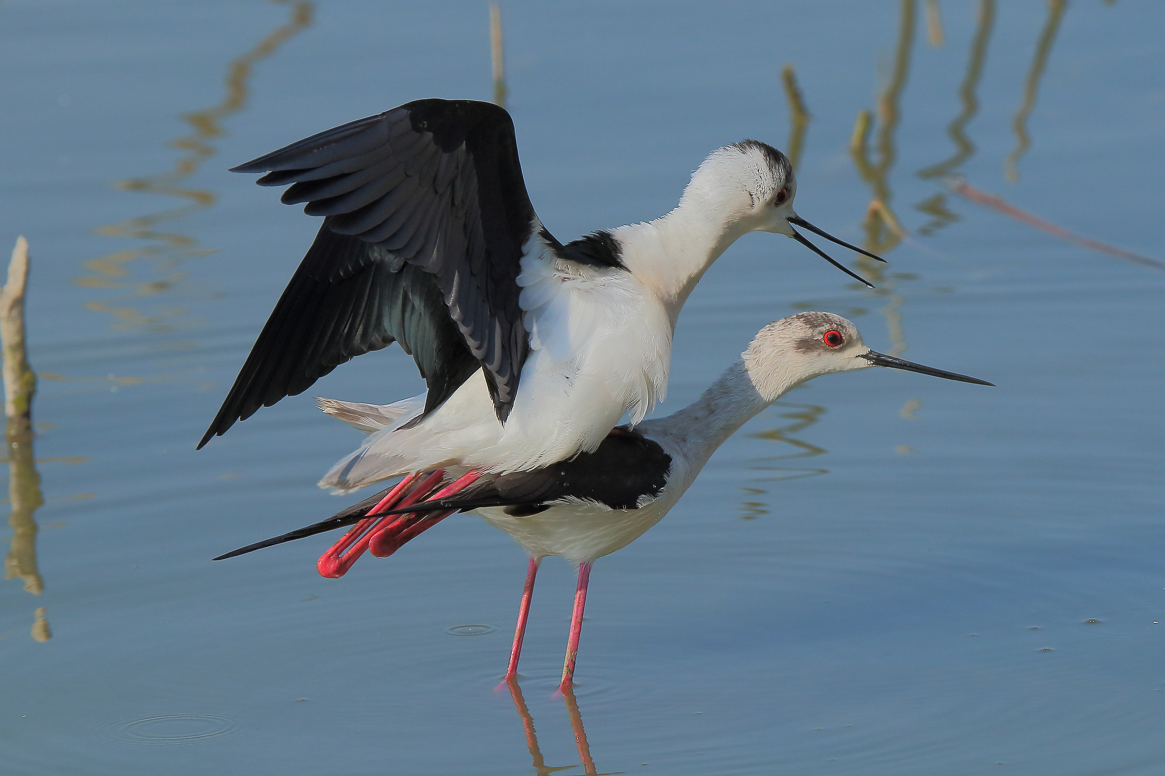 Knights of Italy And life goes on