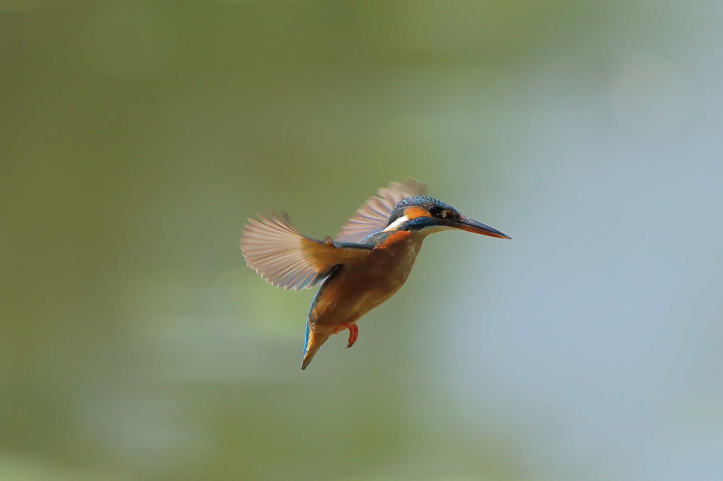 Kingfisher "holy spirit"
