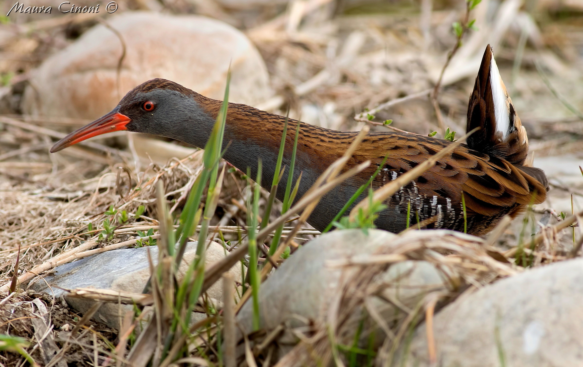 Water rail in environment