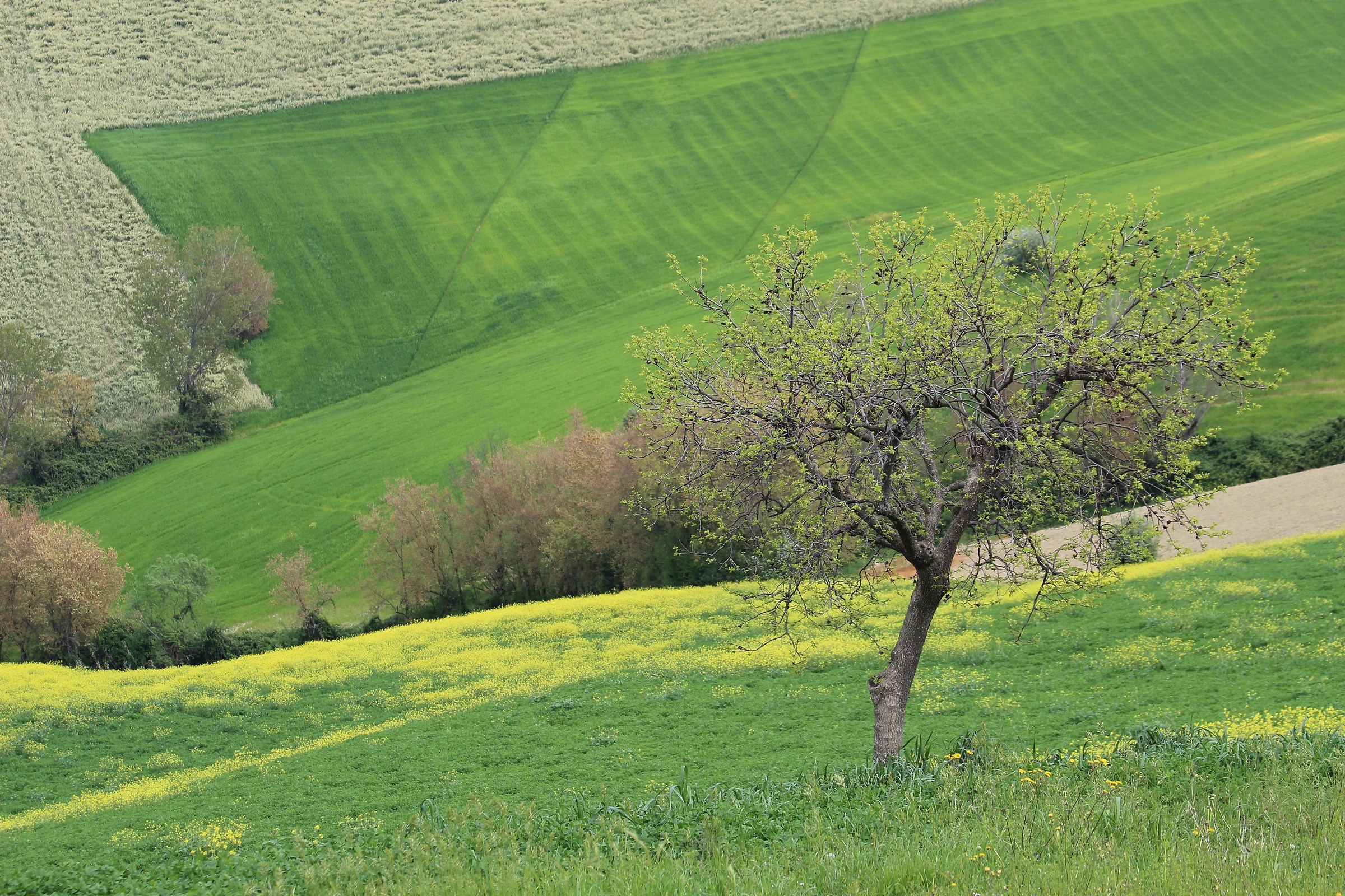 Spring on Maceratesi Hills