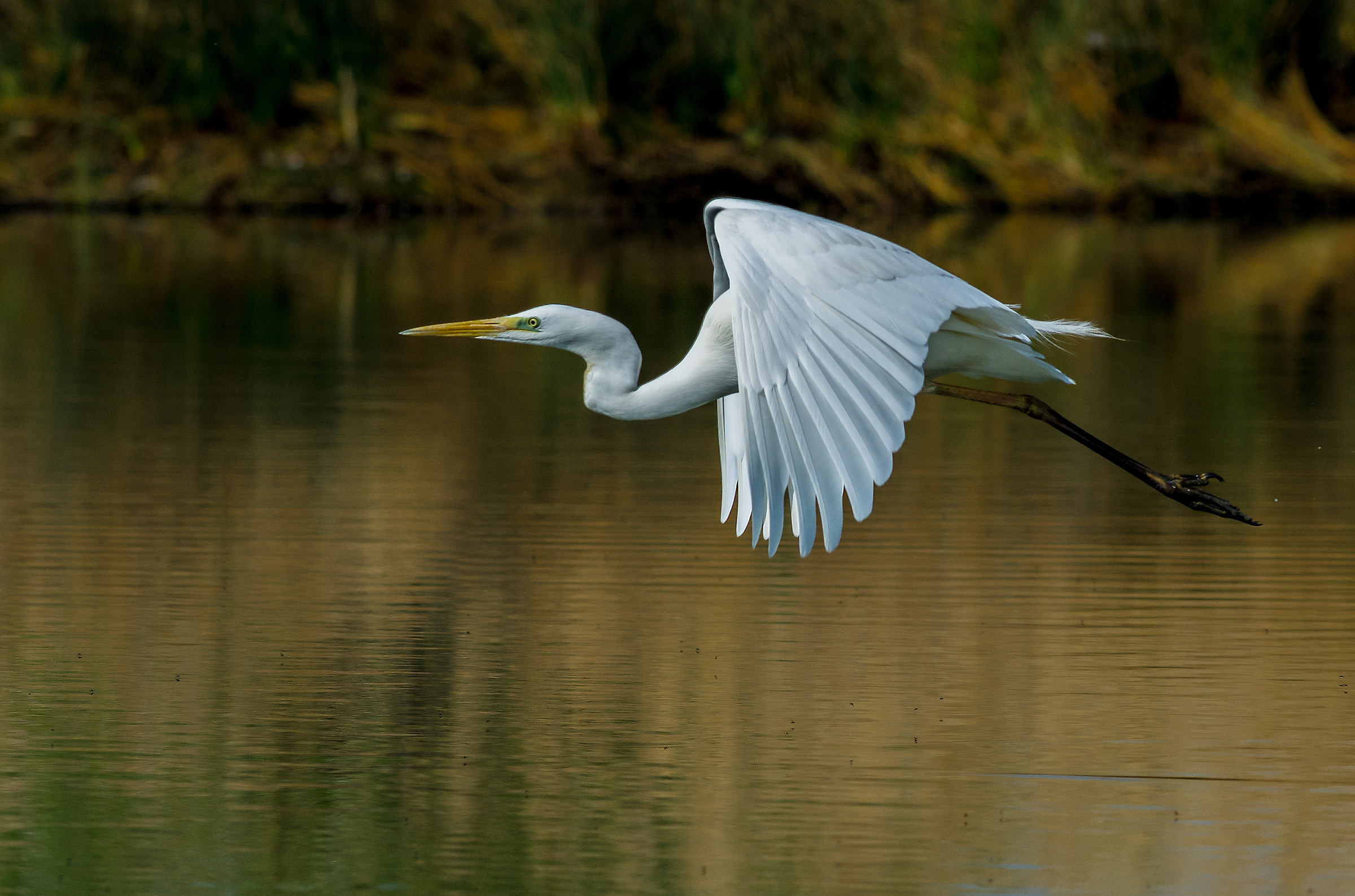 Great Egret