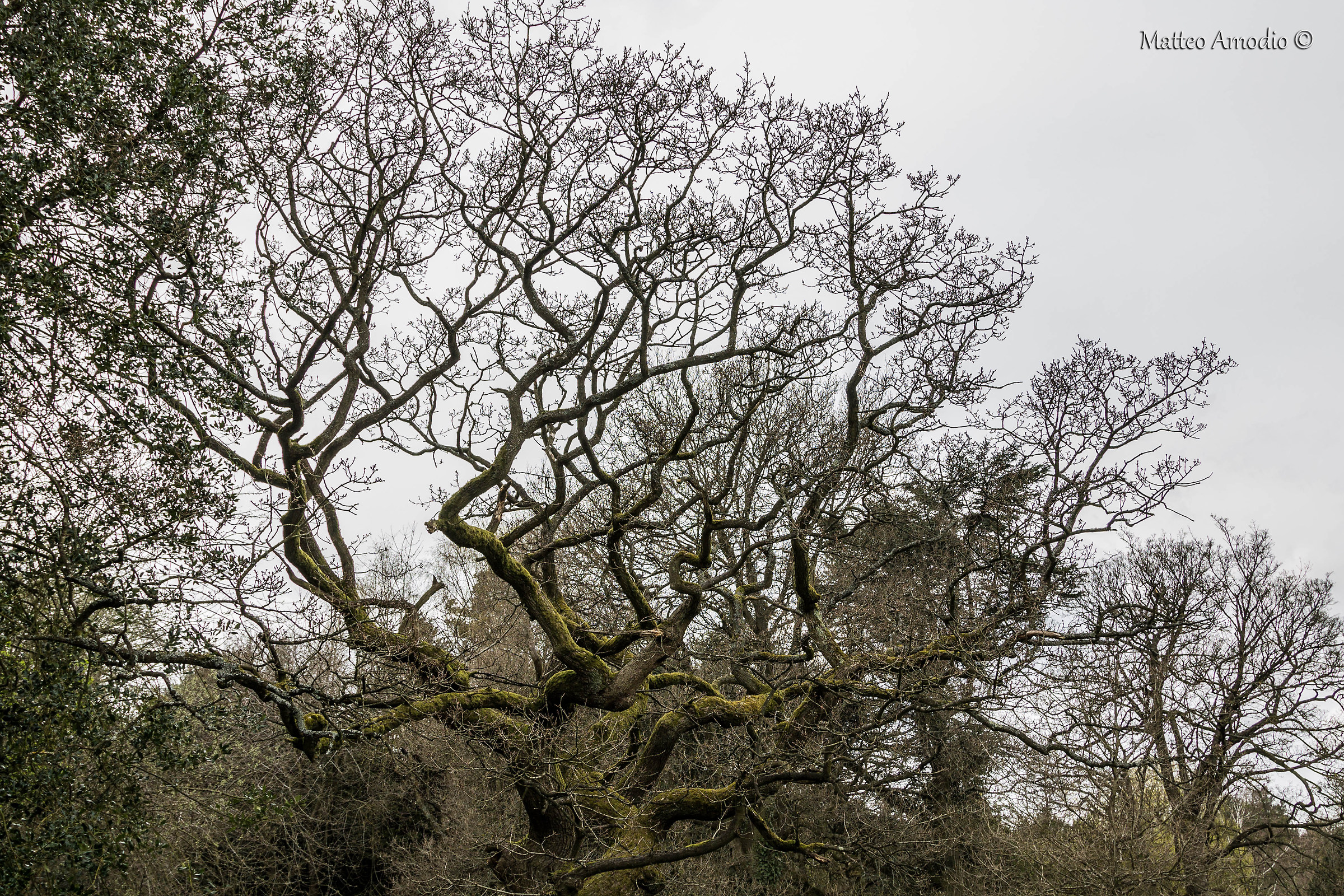 The Branches in Grove Park