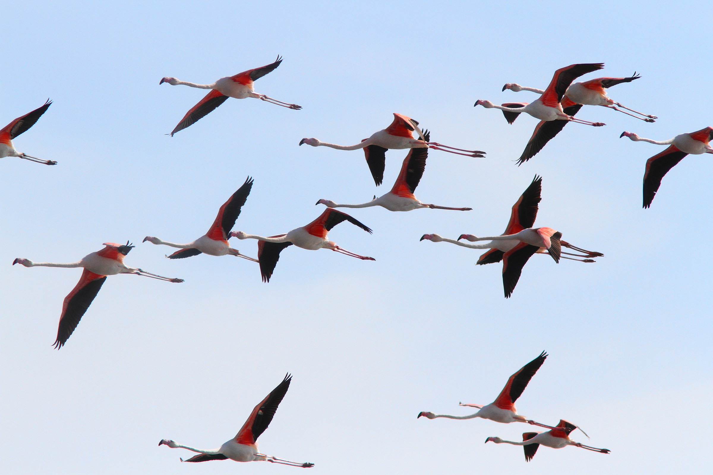 fenicotteri in formazione