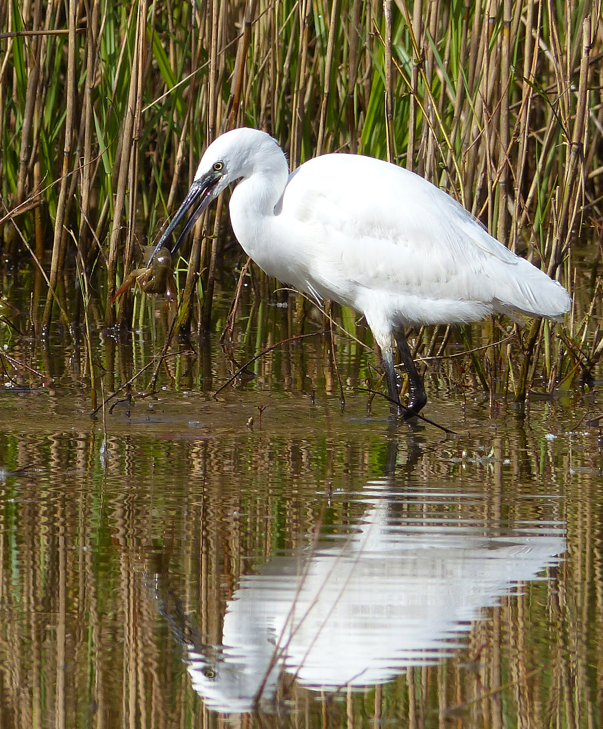 Egret ... "Killer" and reflections