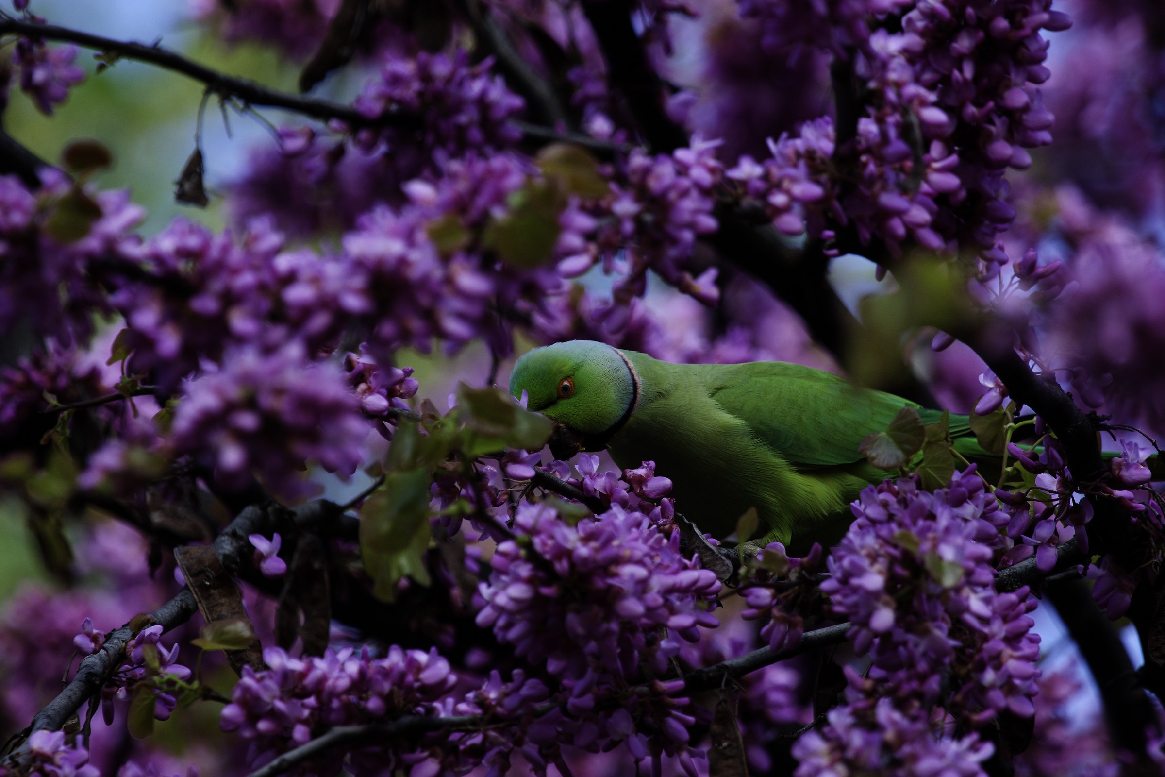 Ringed Parakeet