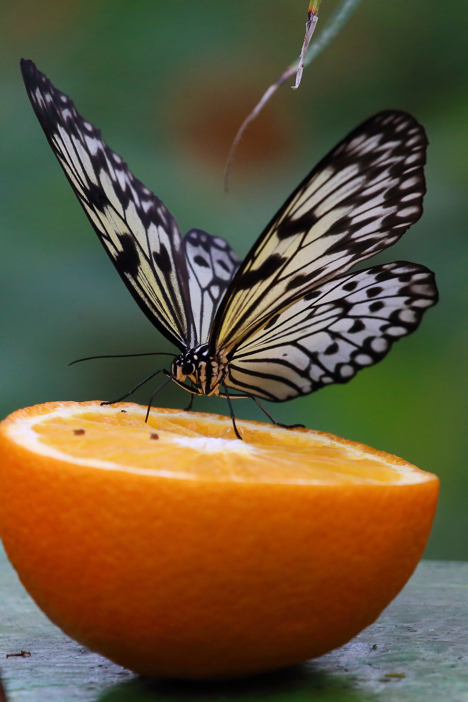 Butterfly house Montegrotto