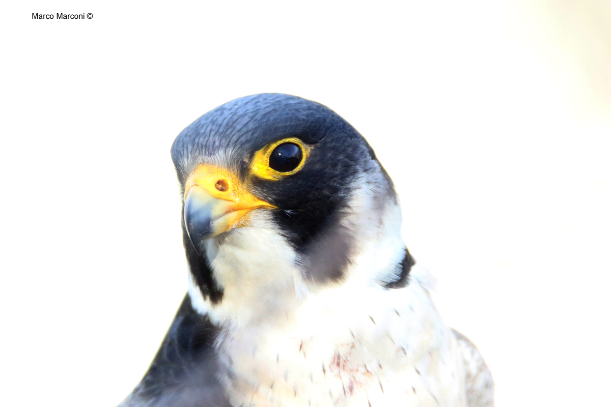 Ritratto al falco pellegrino