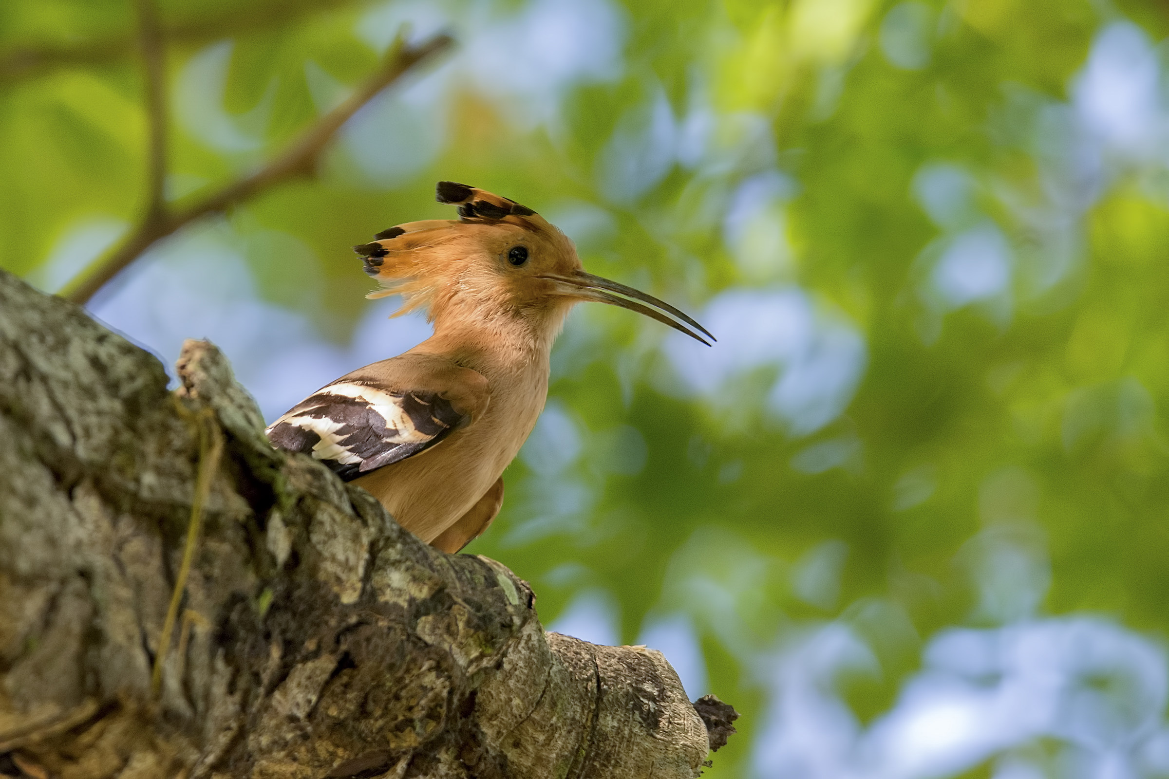 Madagascan Hoopoe Madagascar