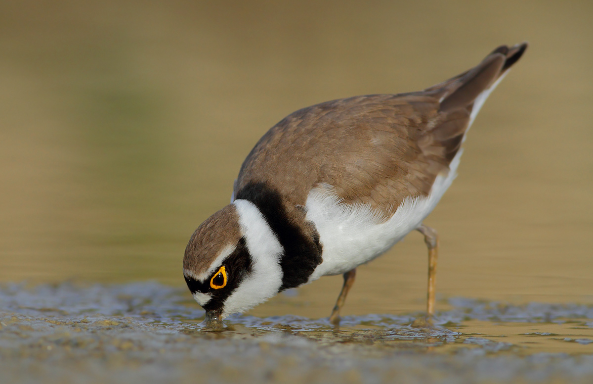 little Ringed Plover