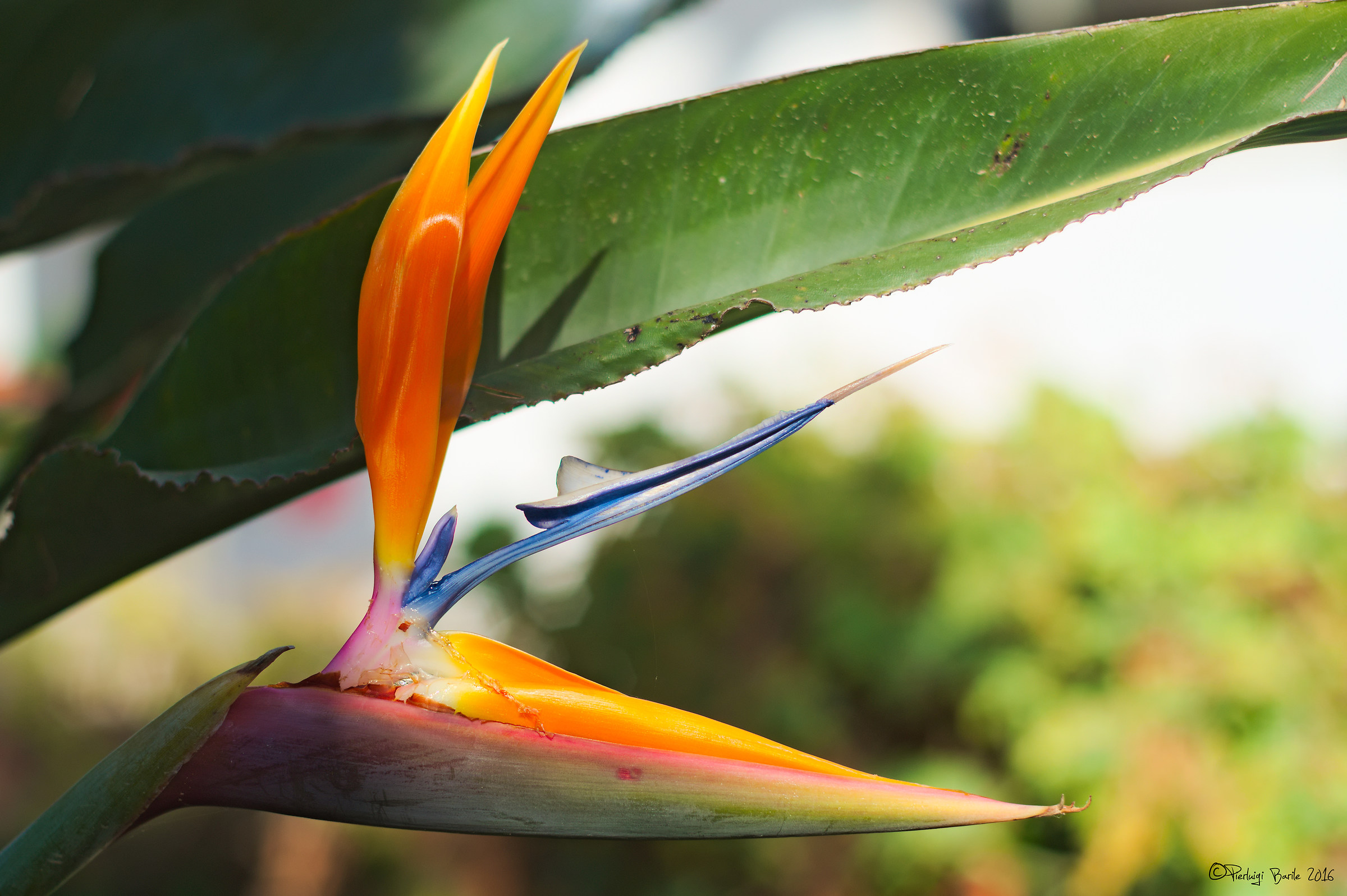 Strelitzia