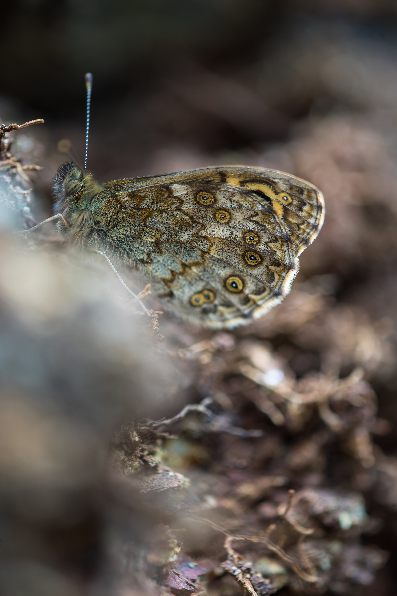 Posatoio alternativo