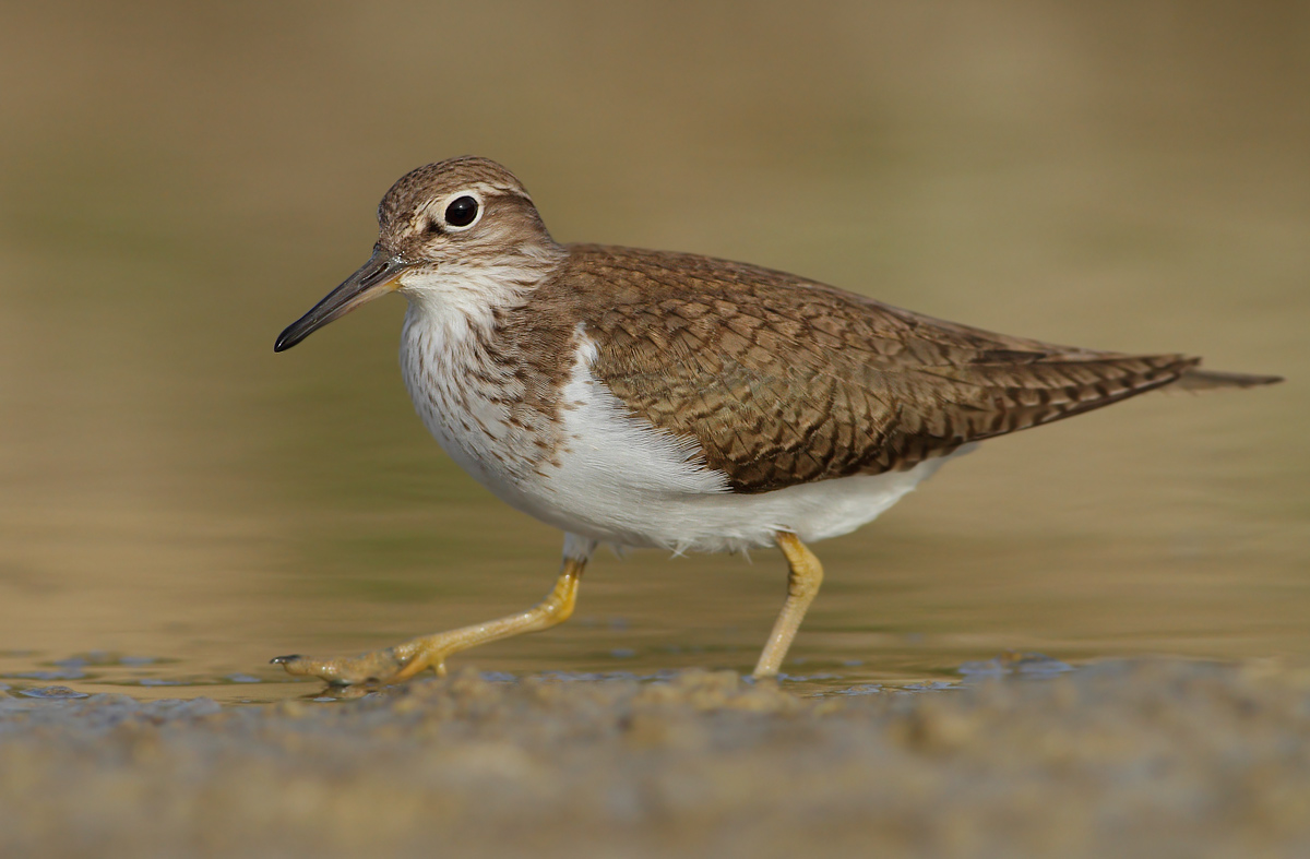 Common Sandpiper