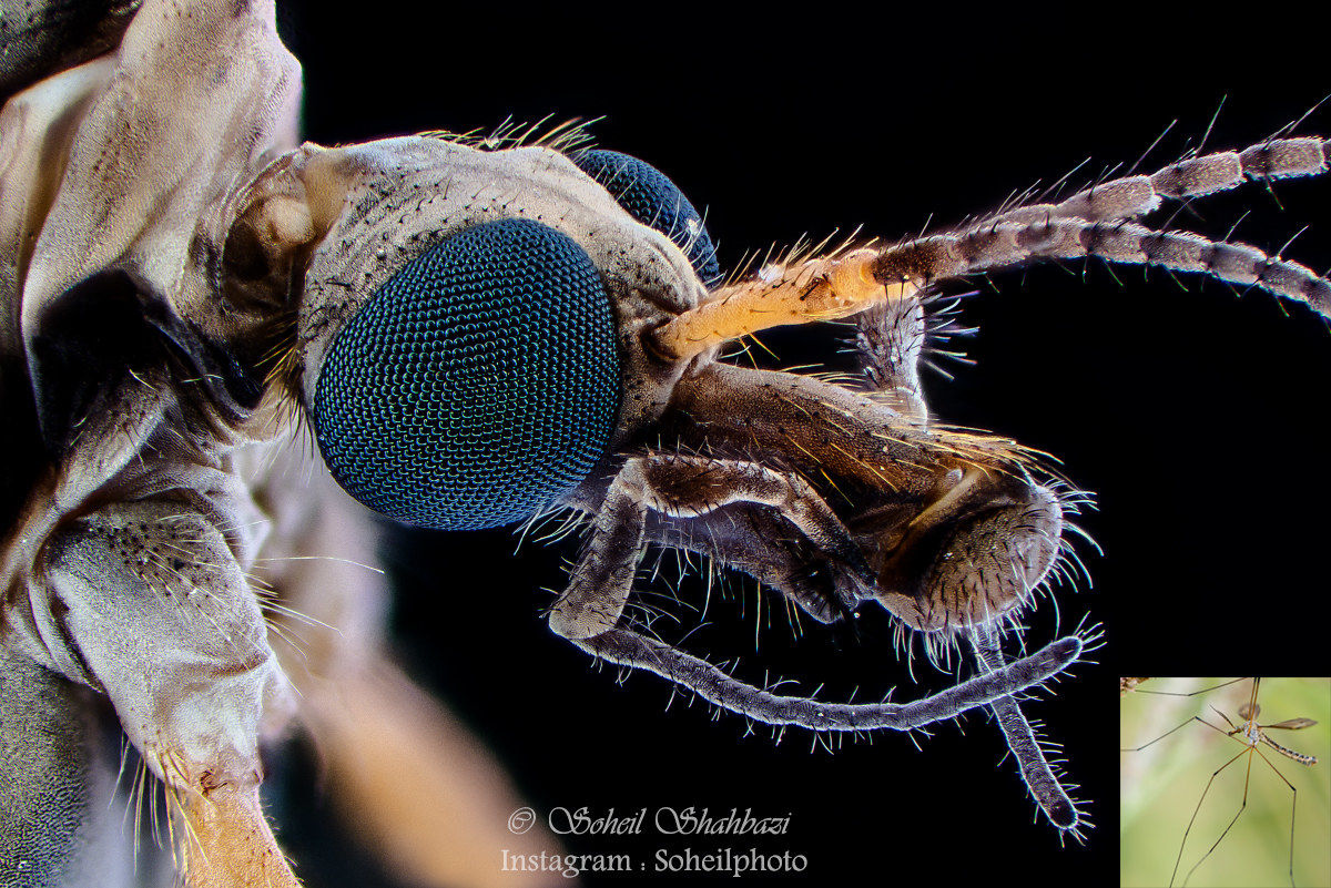 Crane volare ritratto