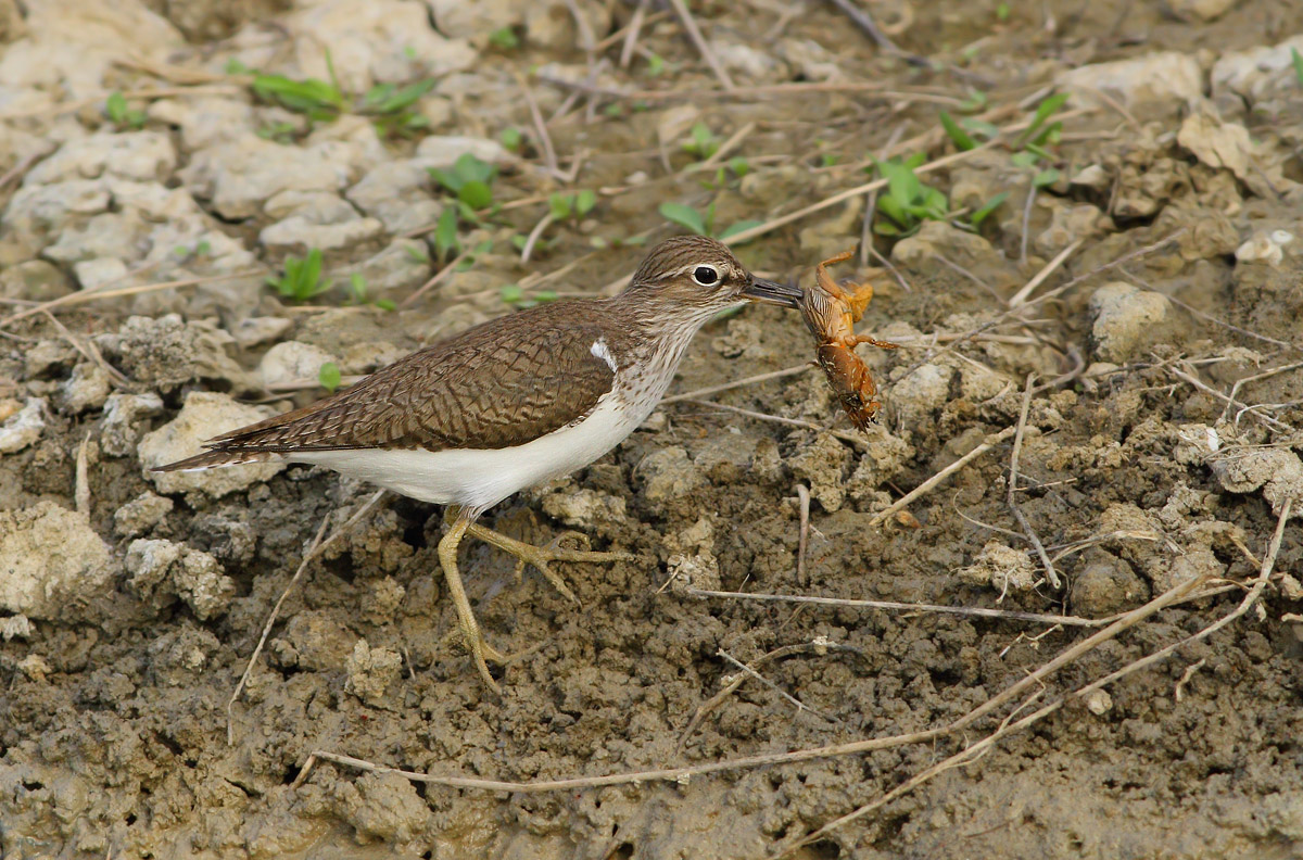Sandpiper prey mole cricket