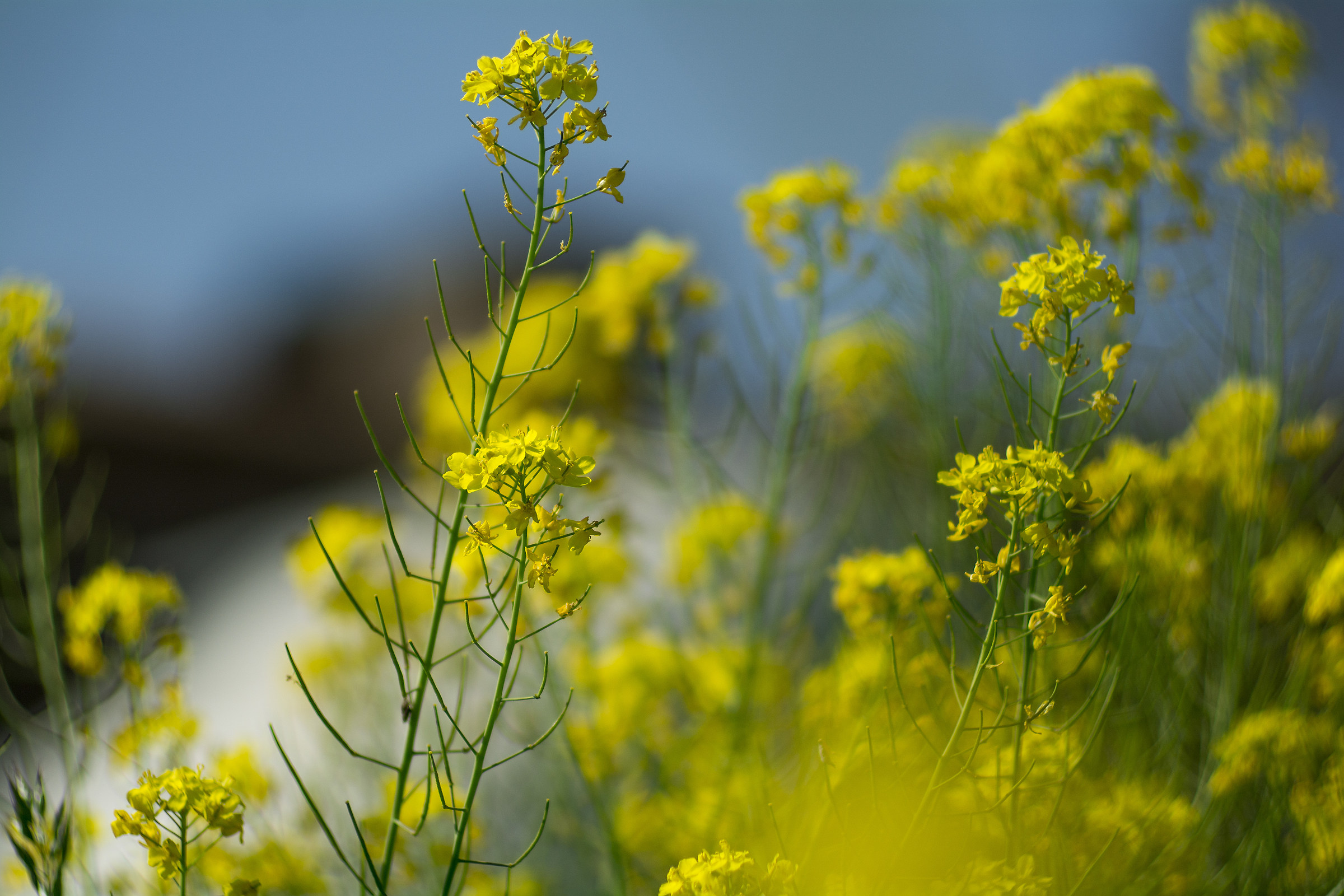 Prime prove con Tair11-a