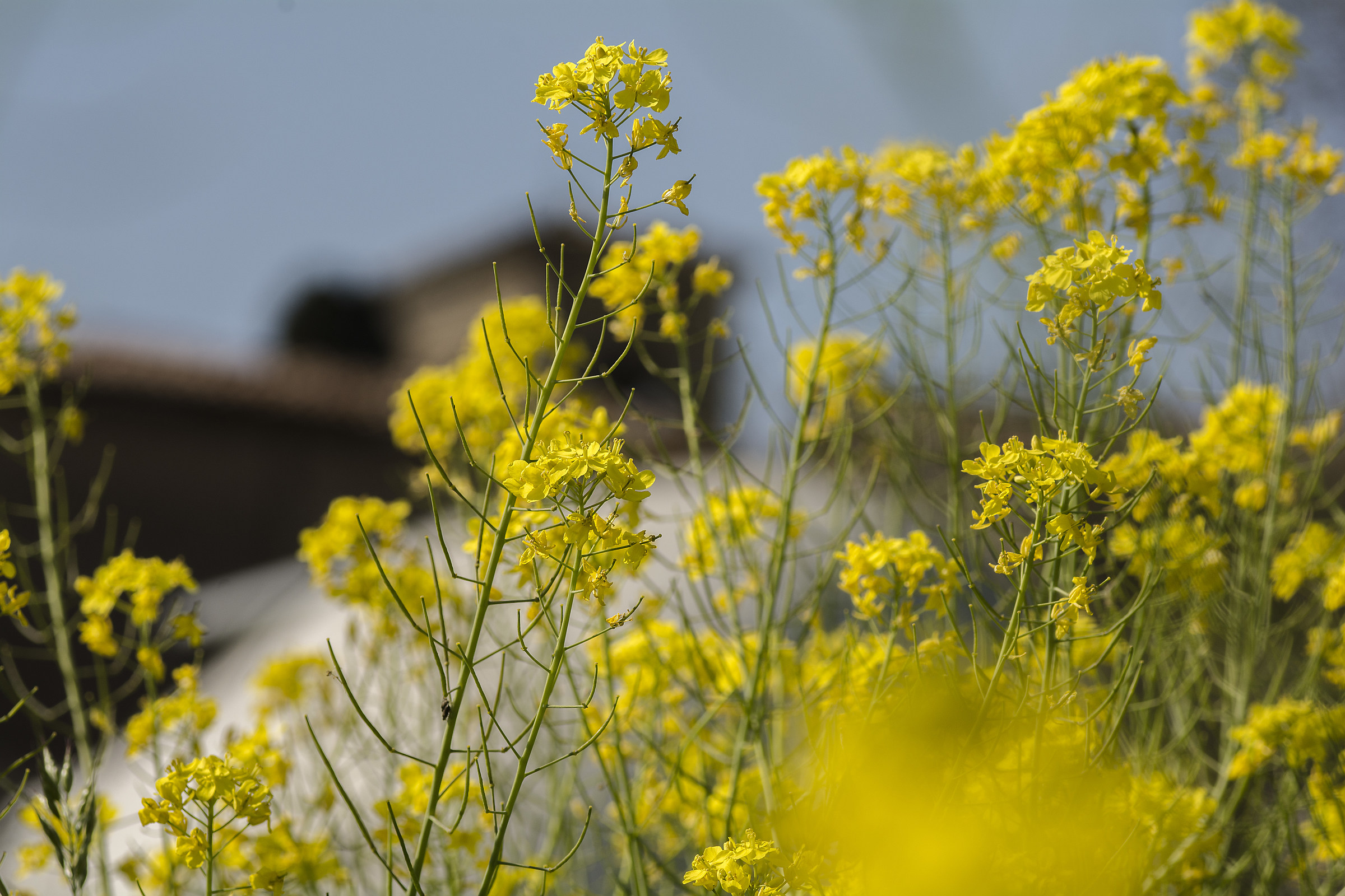 Prime prove con Tair11-a