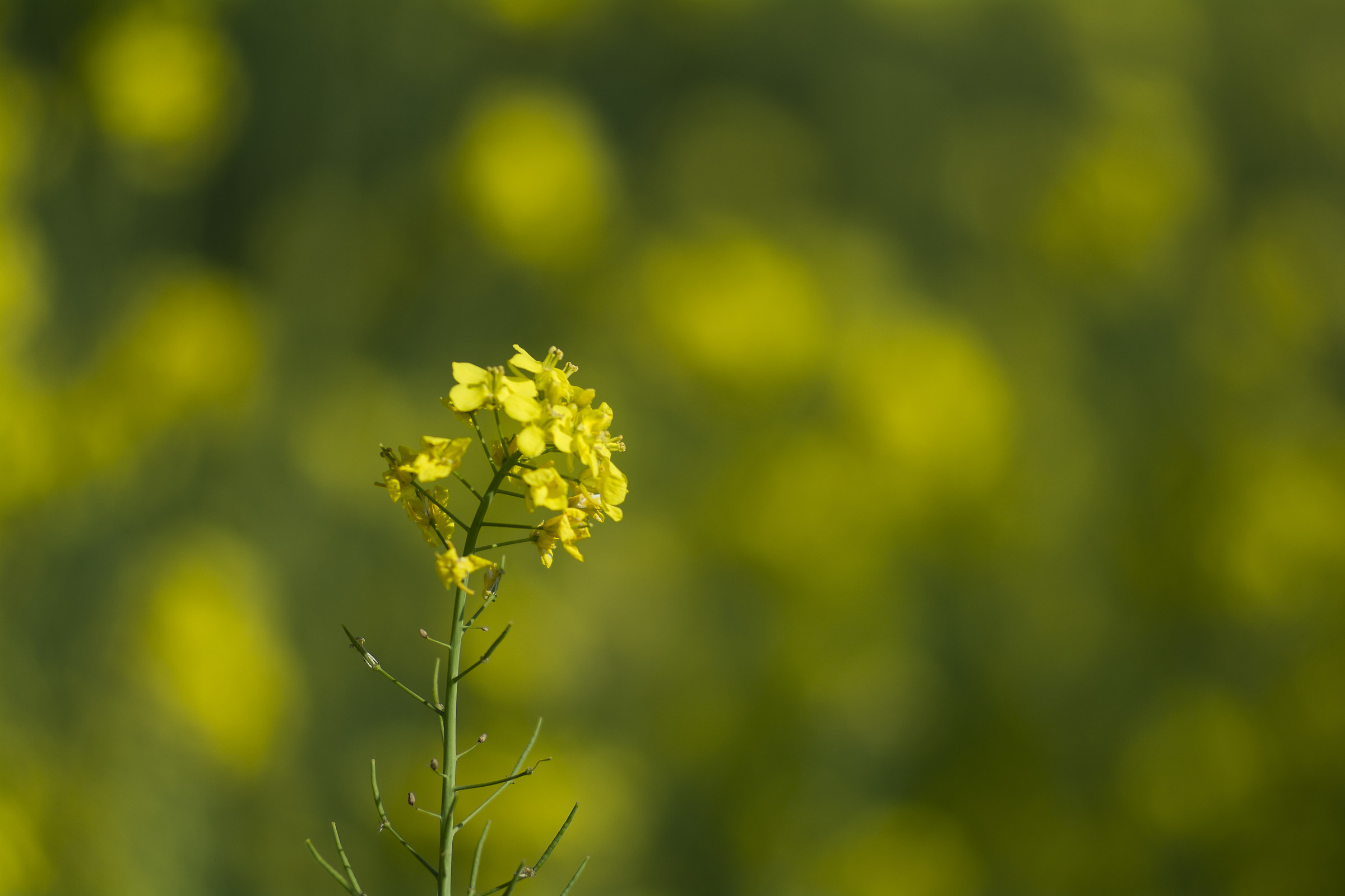 Prime prove con Tair11-a