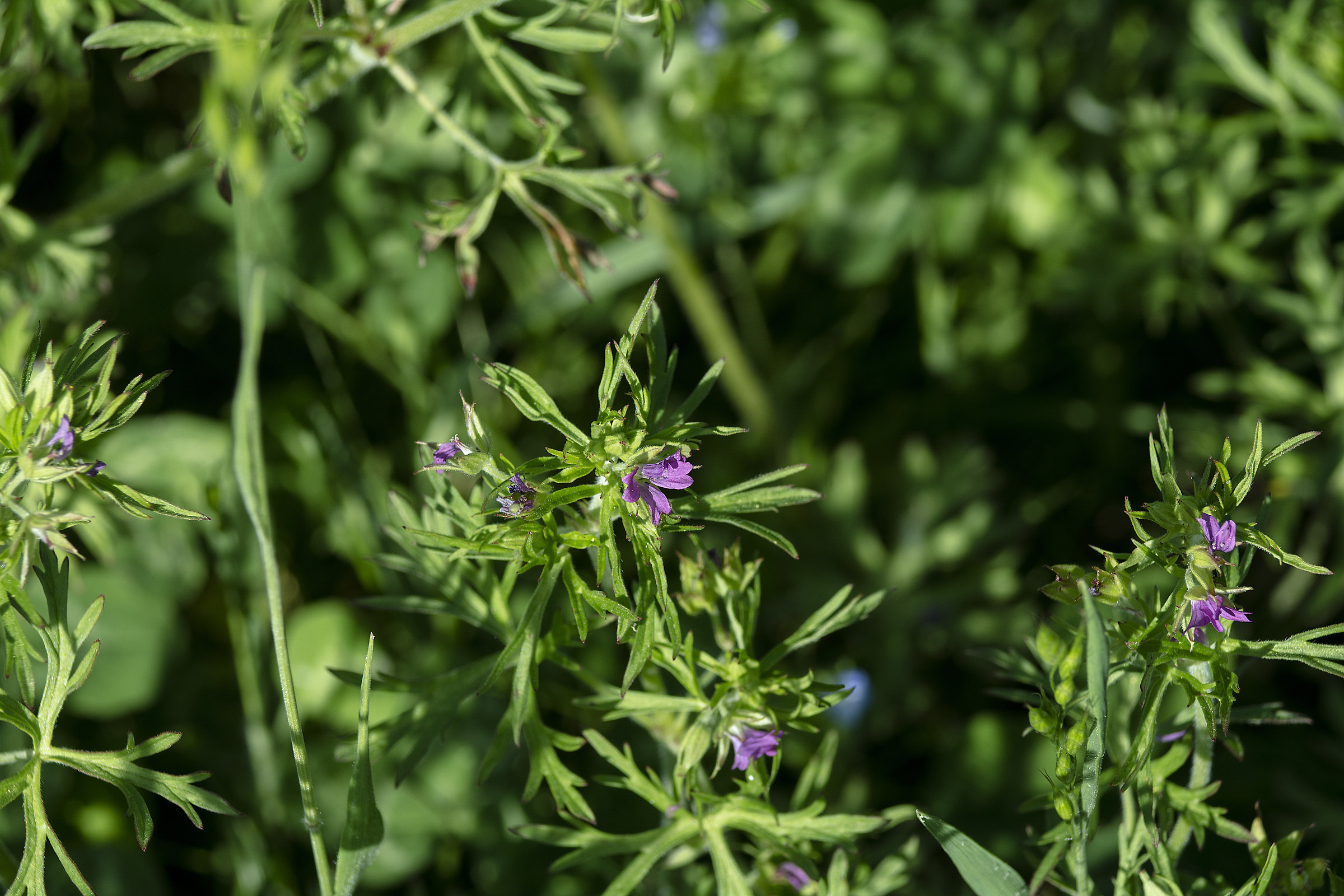 Prime prove con Tair11-a