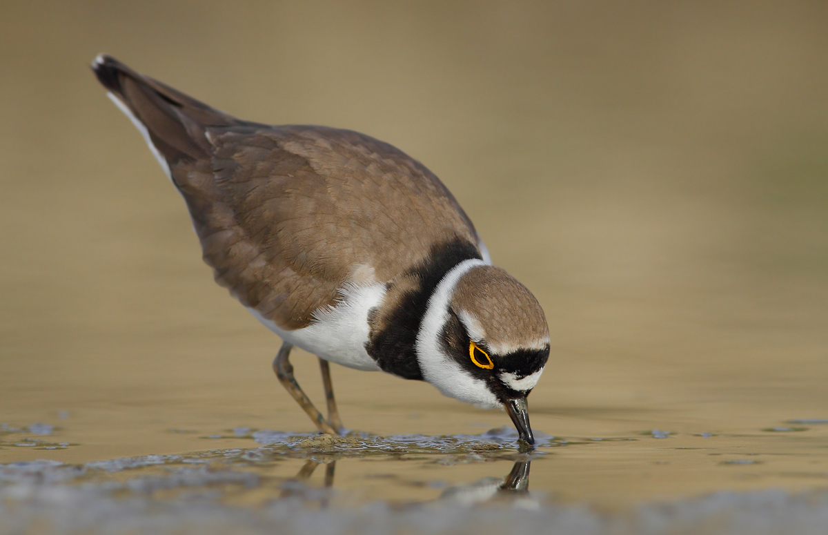 little Ringed Plover