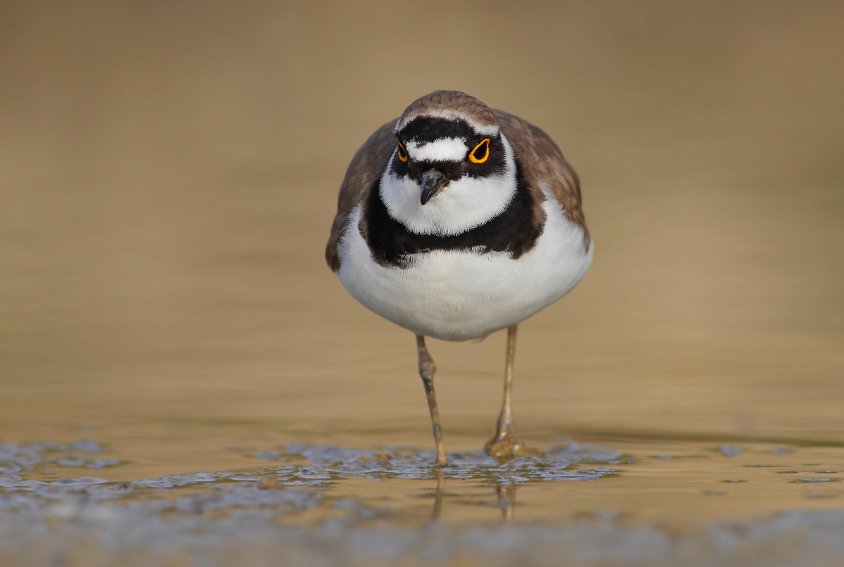 little Ringed Plover