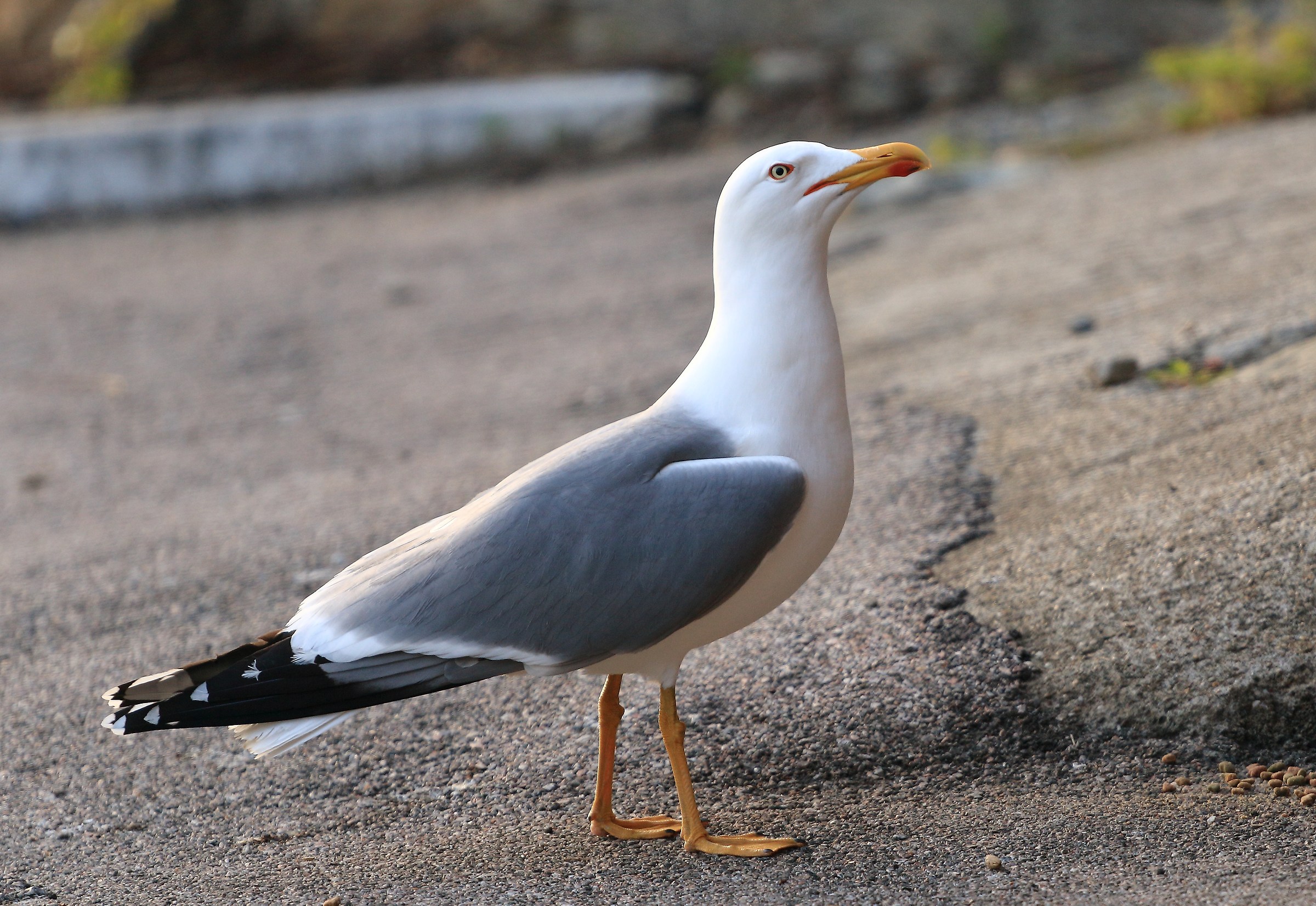 seagull