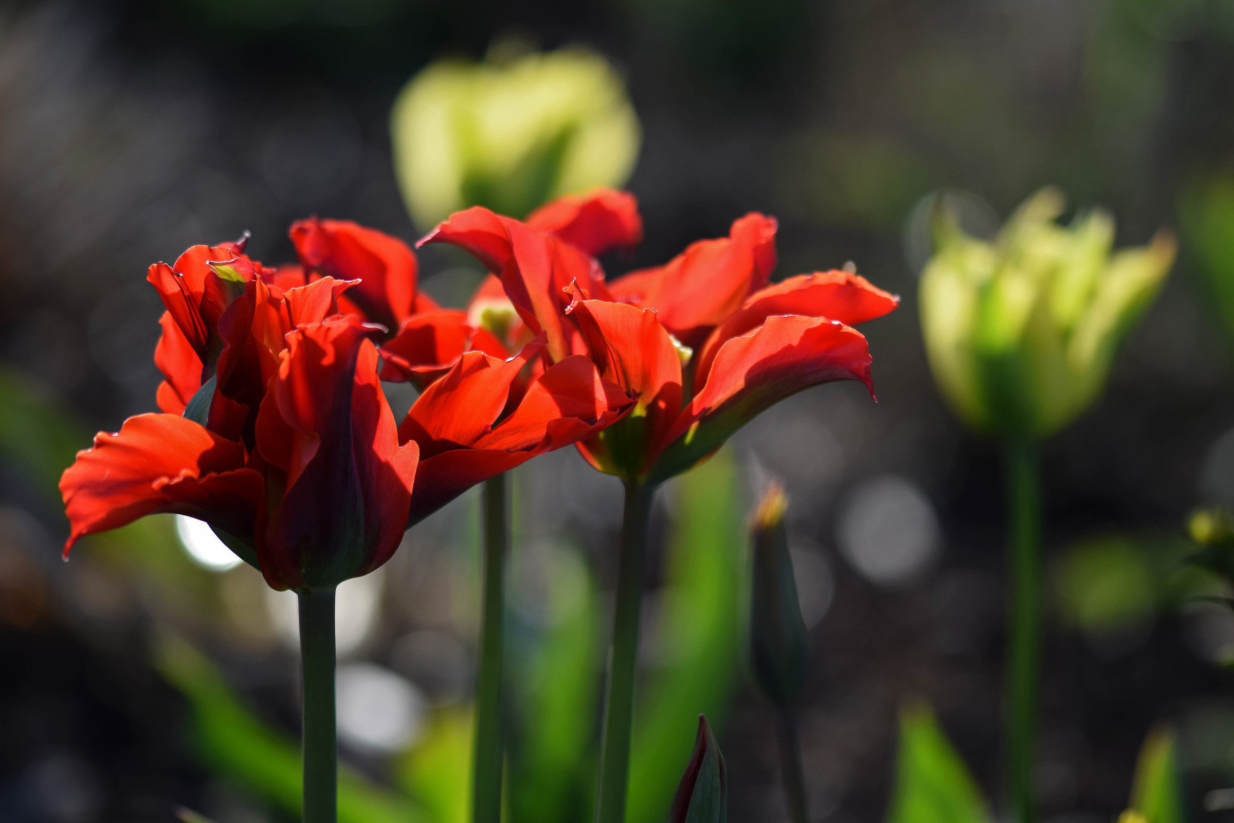 Frilly Tulips