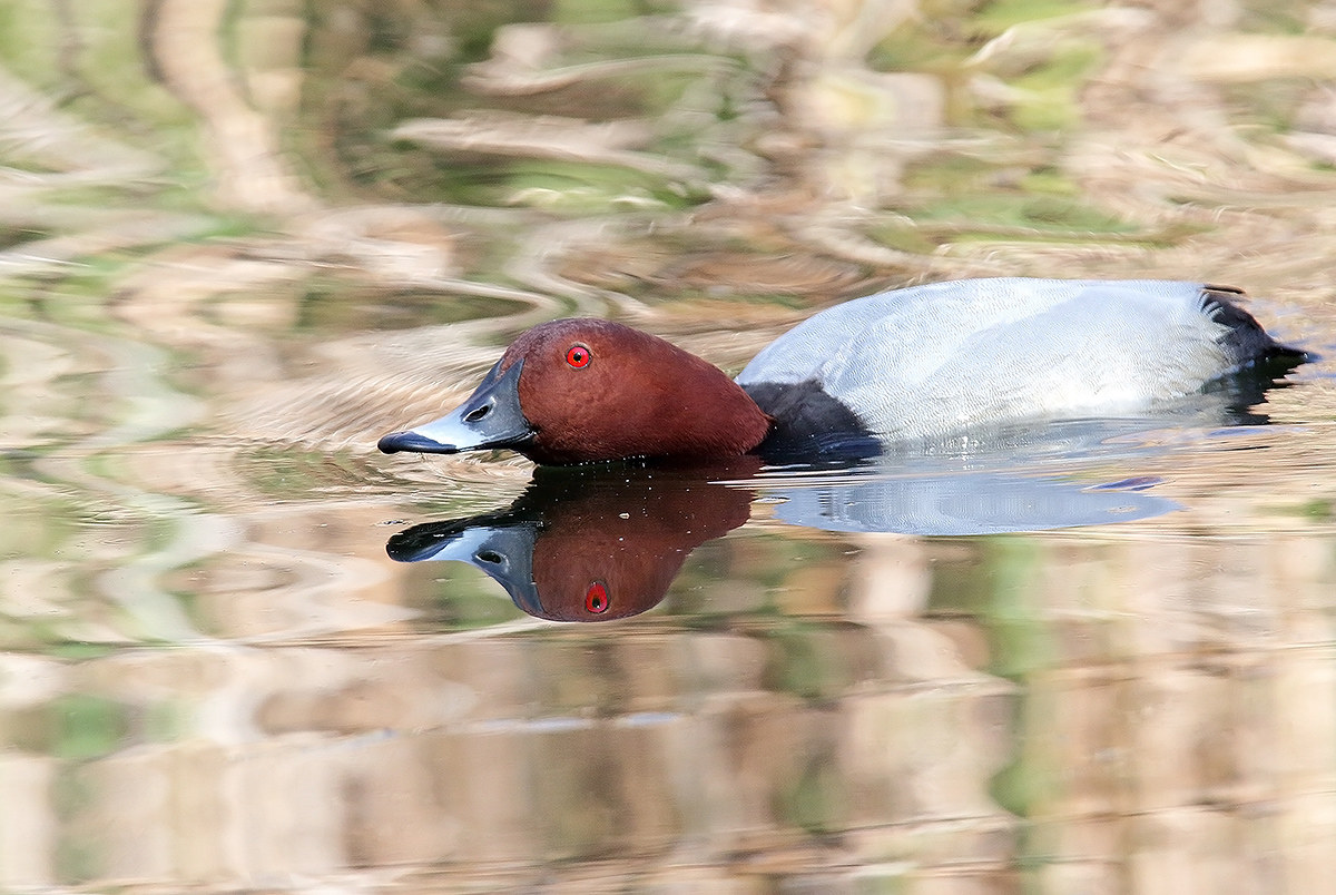 pochard mirrored