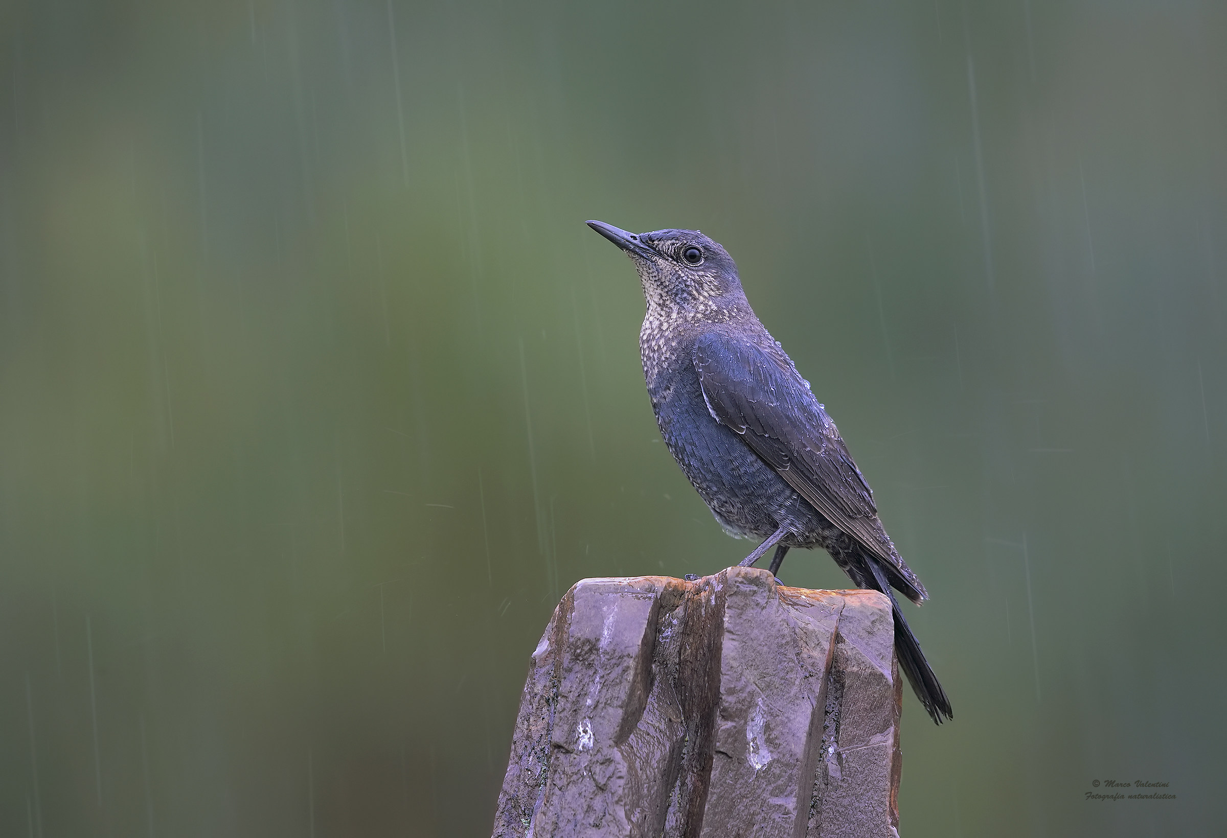 Pioggia di primavera