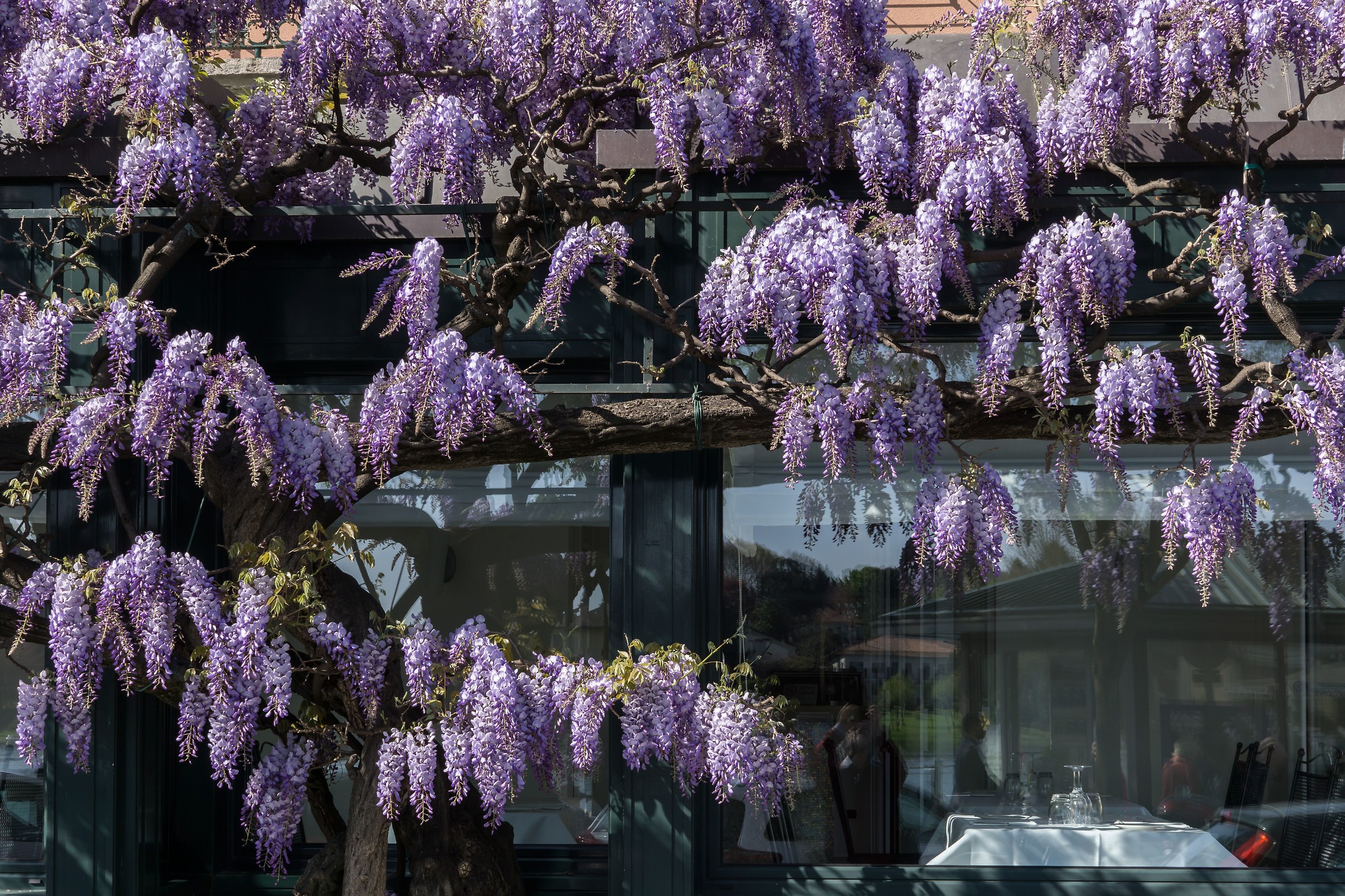 Flowering wisteria - 3