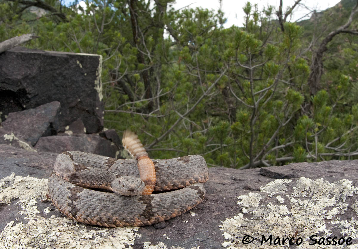 Crotalus lepidus klauberi - Arizona