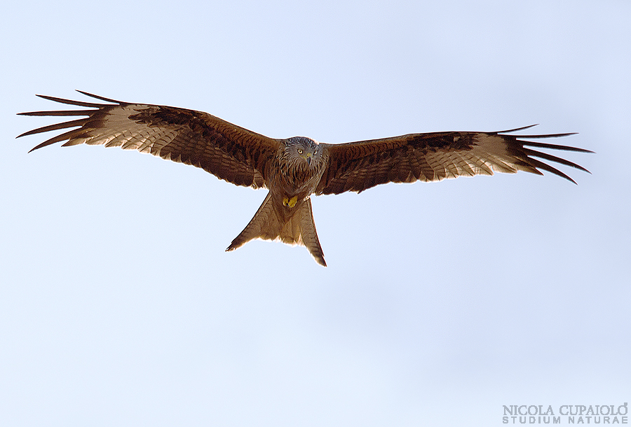 Red Kite.