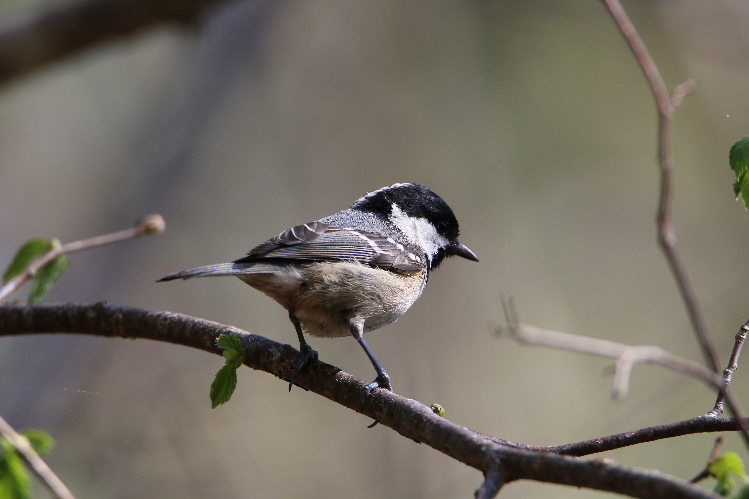 O my beautiful Mora no do not leave me ...