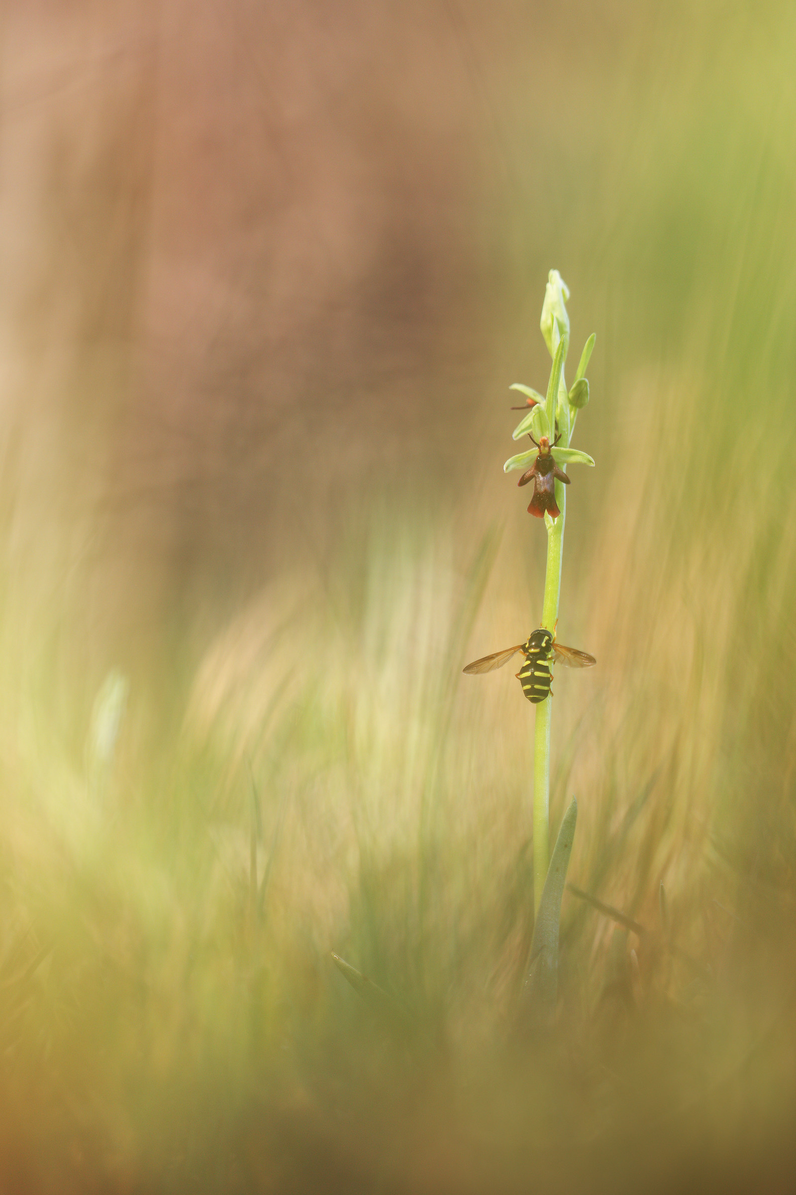 Ophrys insectifera